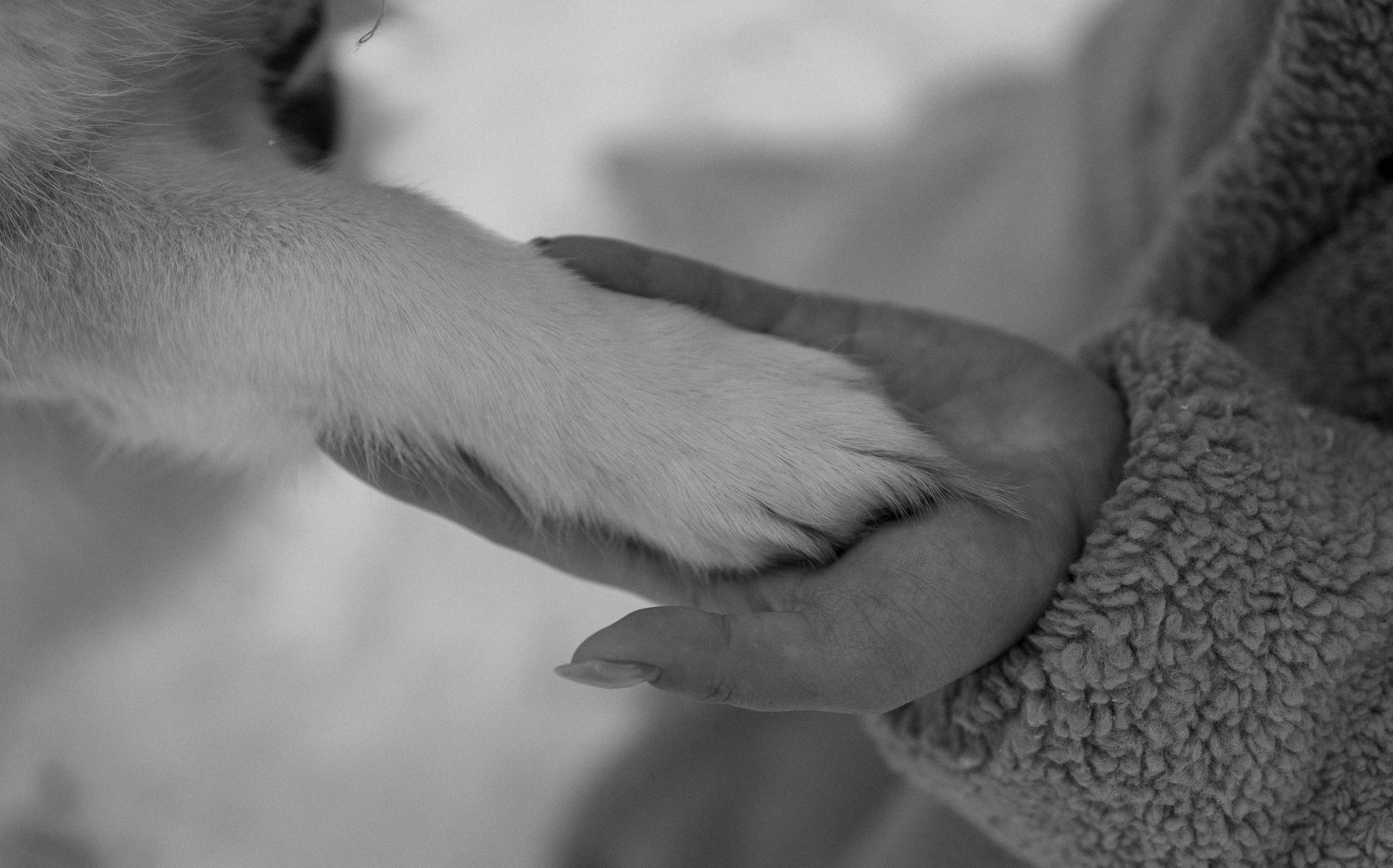 Варвара и Шелби. Фотограф-анималист в Екатеринбурге | Кристина