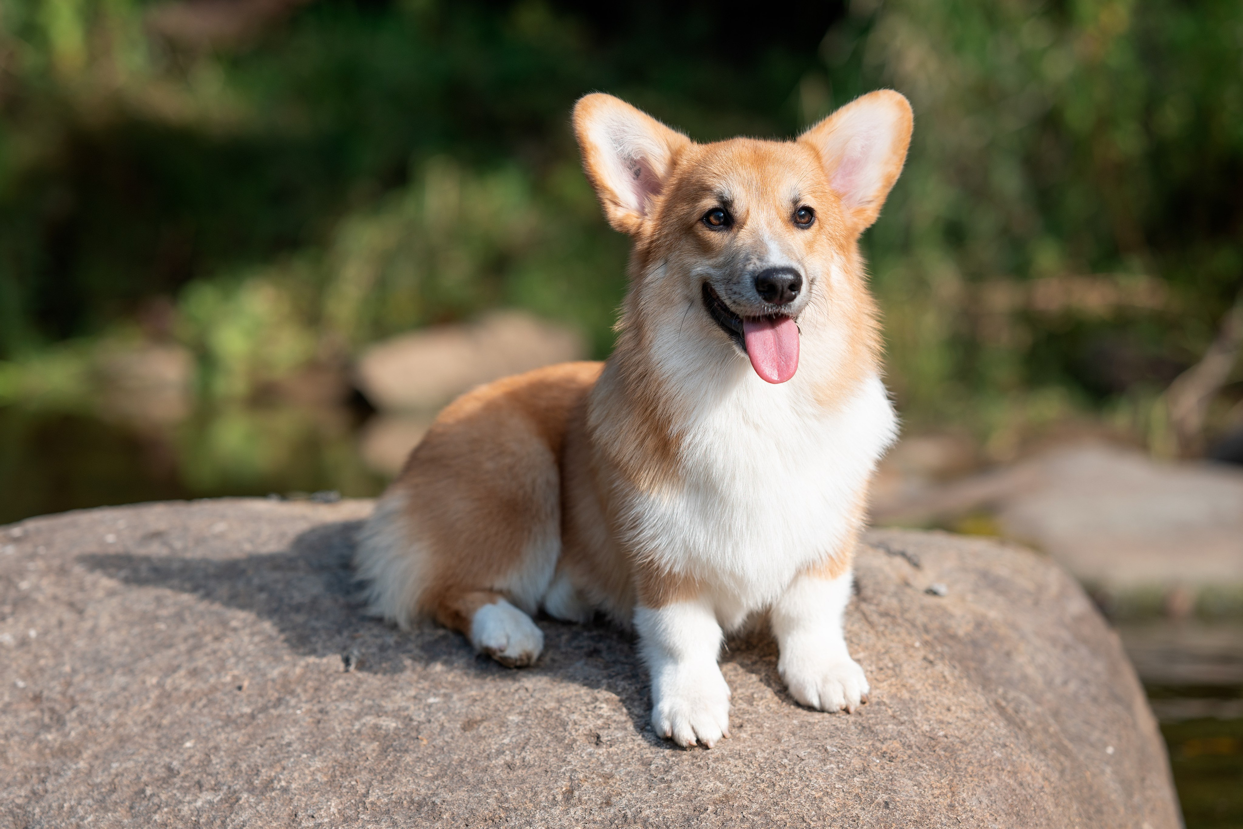 Заводчик Ольга Кушкина. Творческий фотограф Вологда