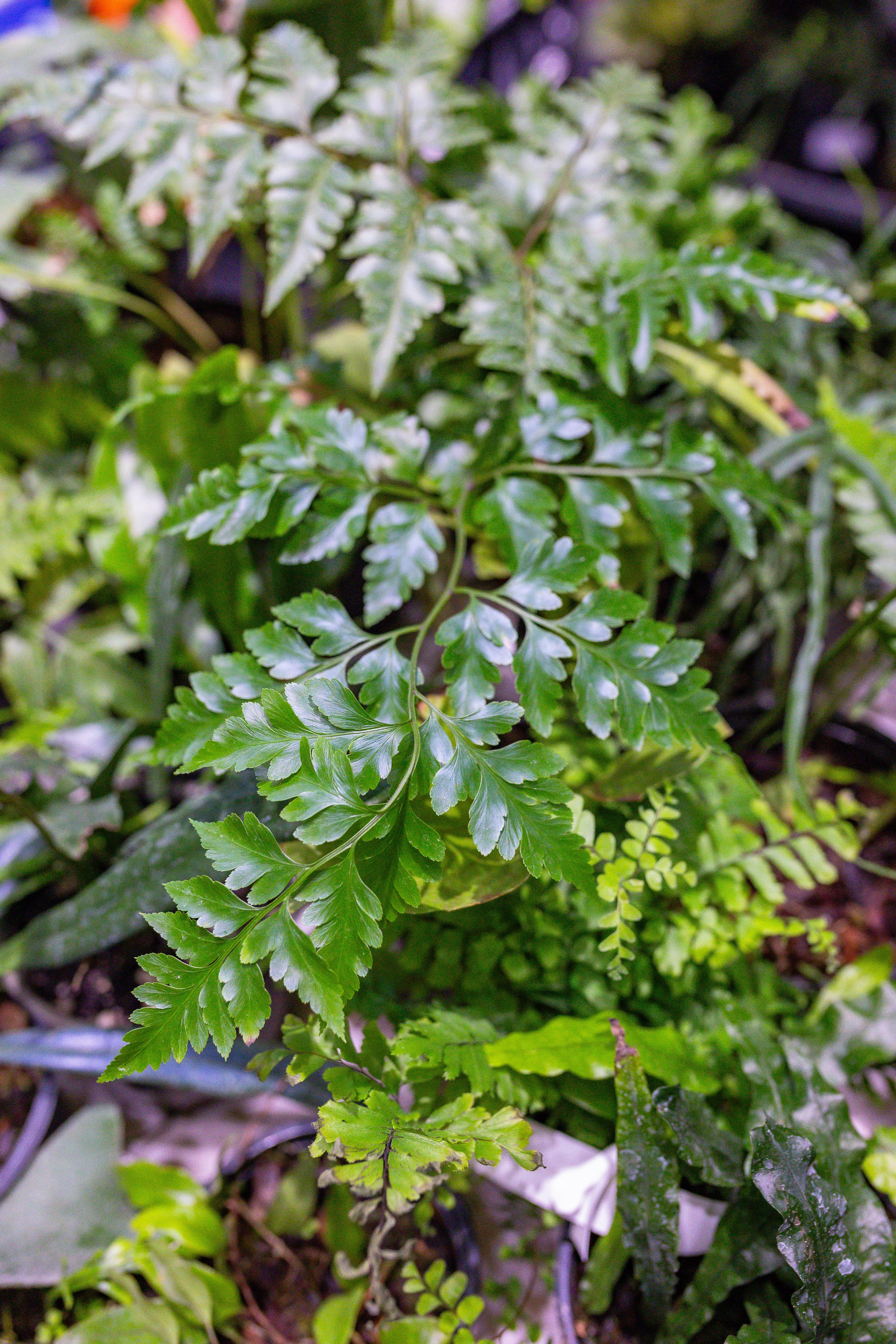 Орхидиум сентябрь 2025. Александра Куликова фотограф, Москва