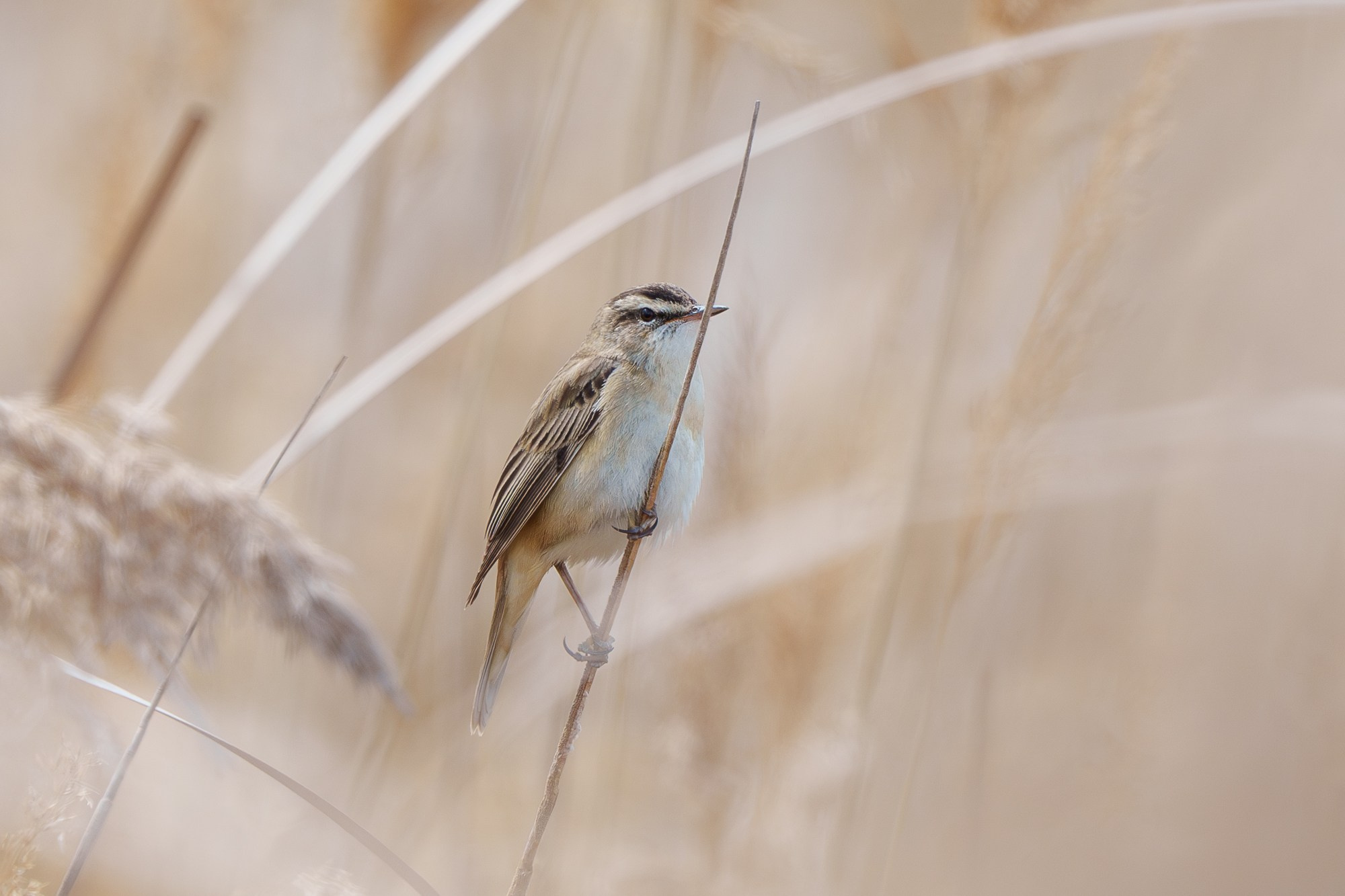 Удивительные мир птиц. Вокруг нас столько прекрасного — присмотритесь!. Ваш личный фотограф Марина Волкова