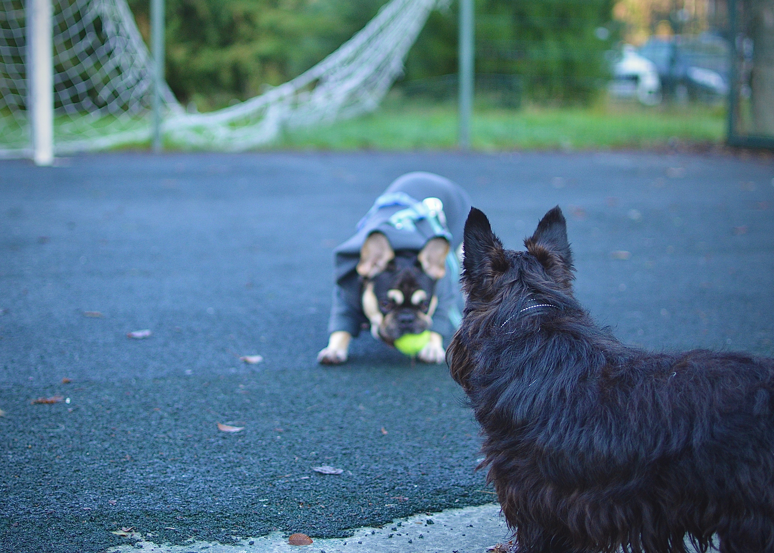 Животные. Фотограф • Елена Миронова