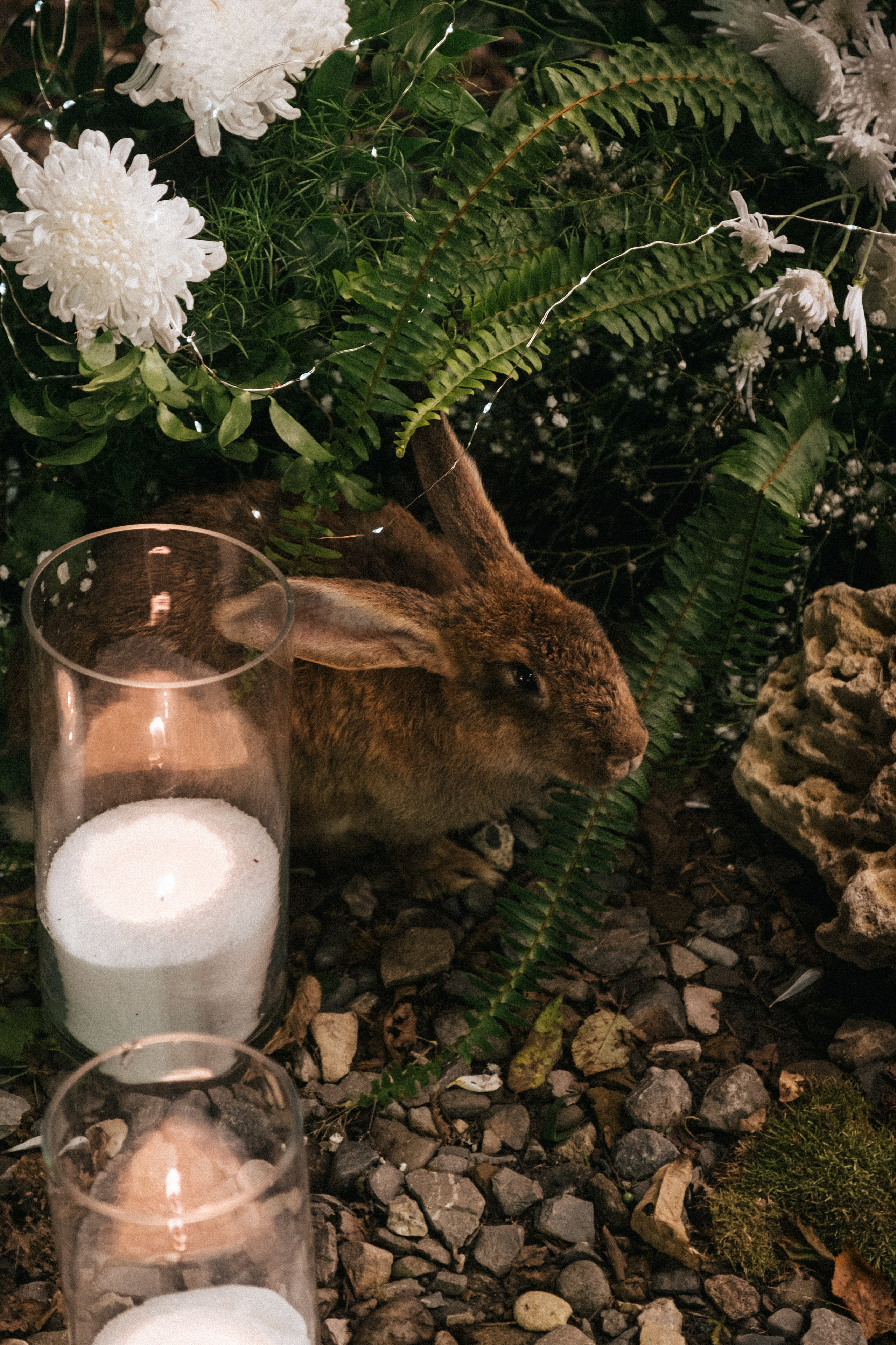 Кот и Дракон. Свадебный Видеограф Фотограф в Сочи