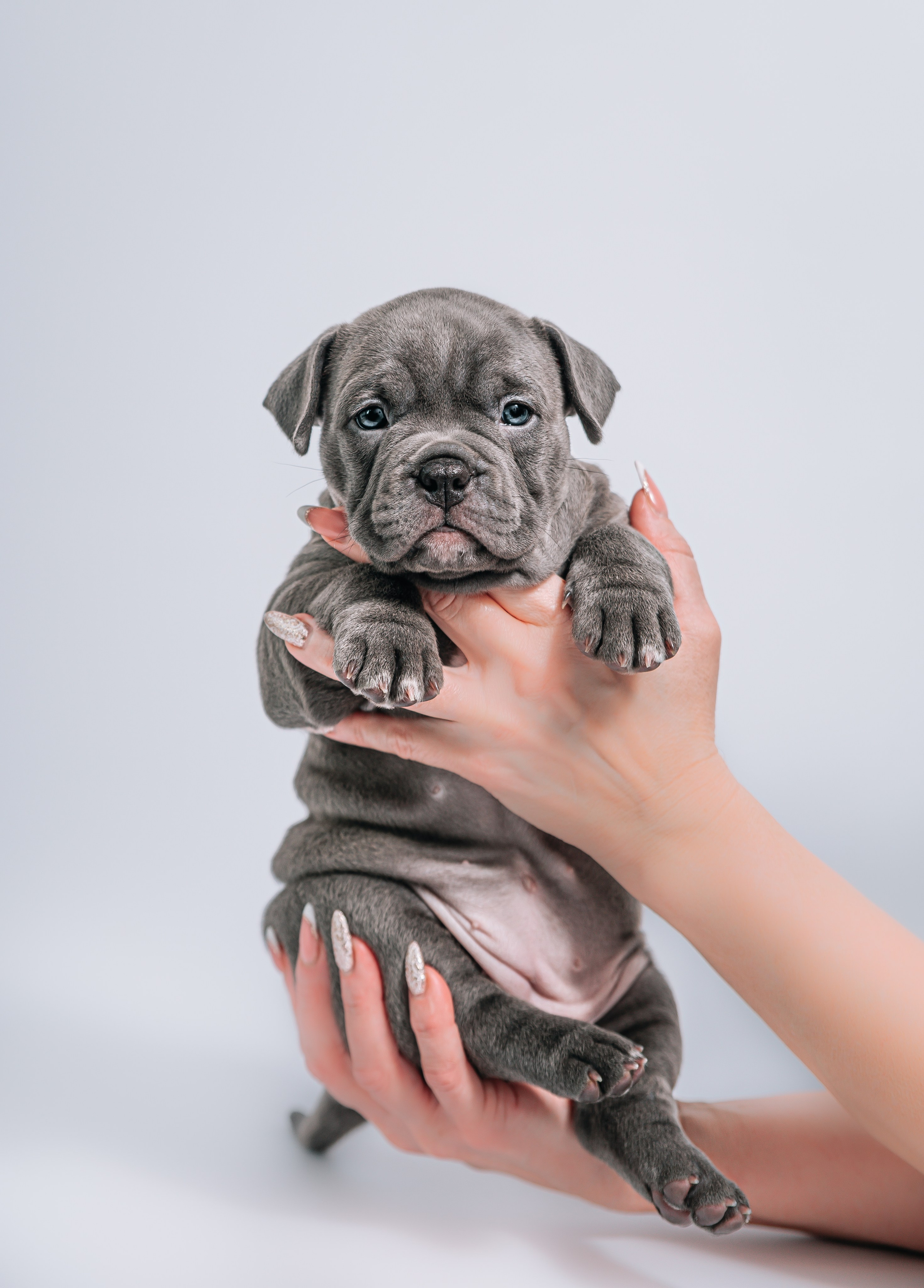 Ам. Булли щенки домашние фотосесии. Главная