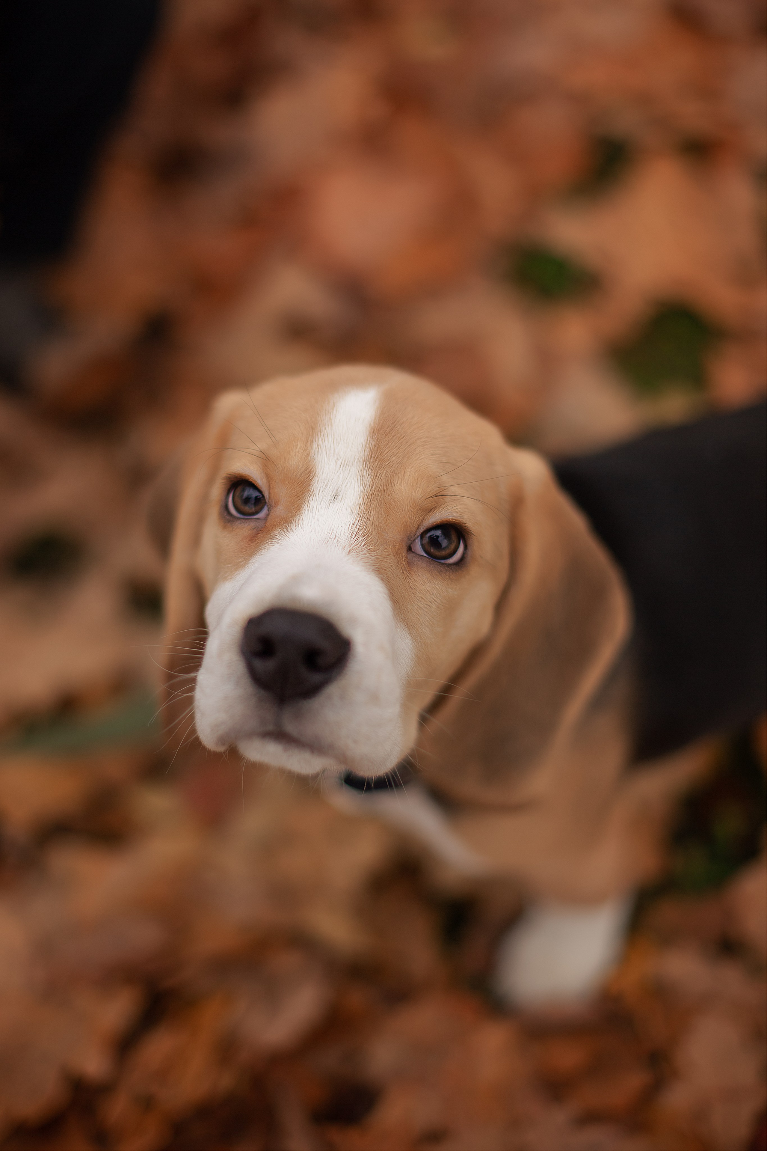 Семейная фотосессия. Фотограф Анастасия, СПб: живые семейные и женские фотосессии без позирования, наполненные эмоциями