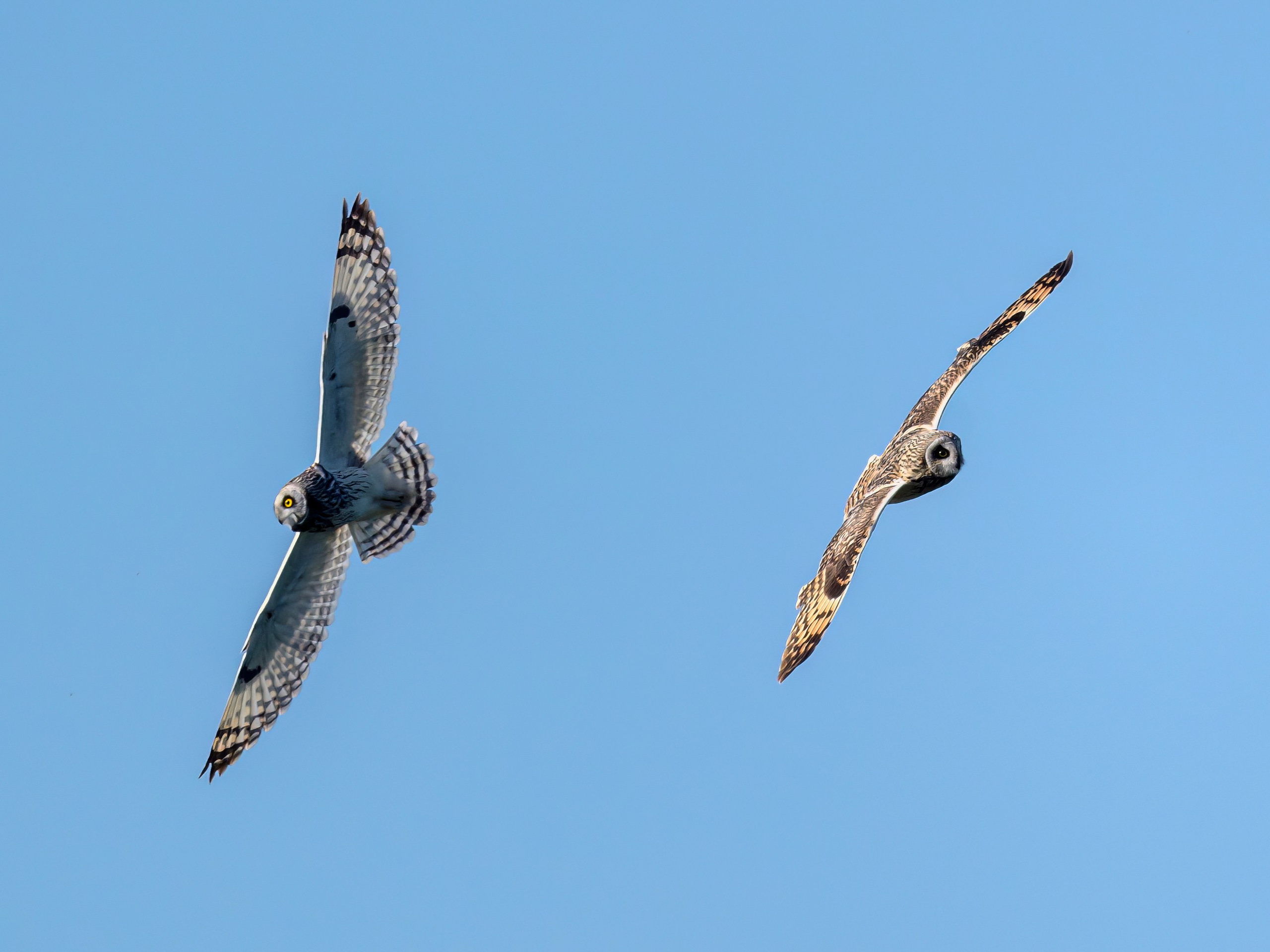 Совы играют в догонялки. Wildlife photography by Sergey Puponin