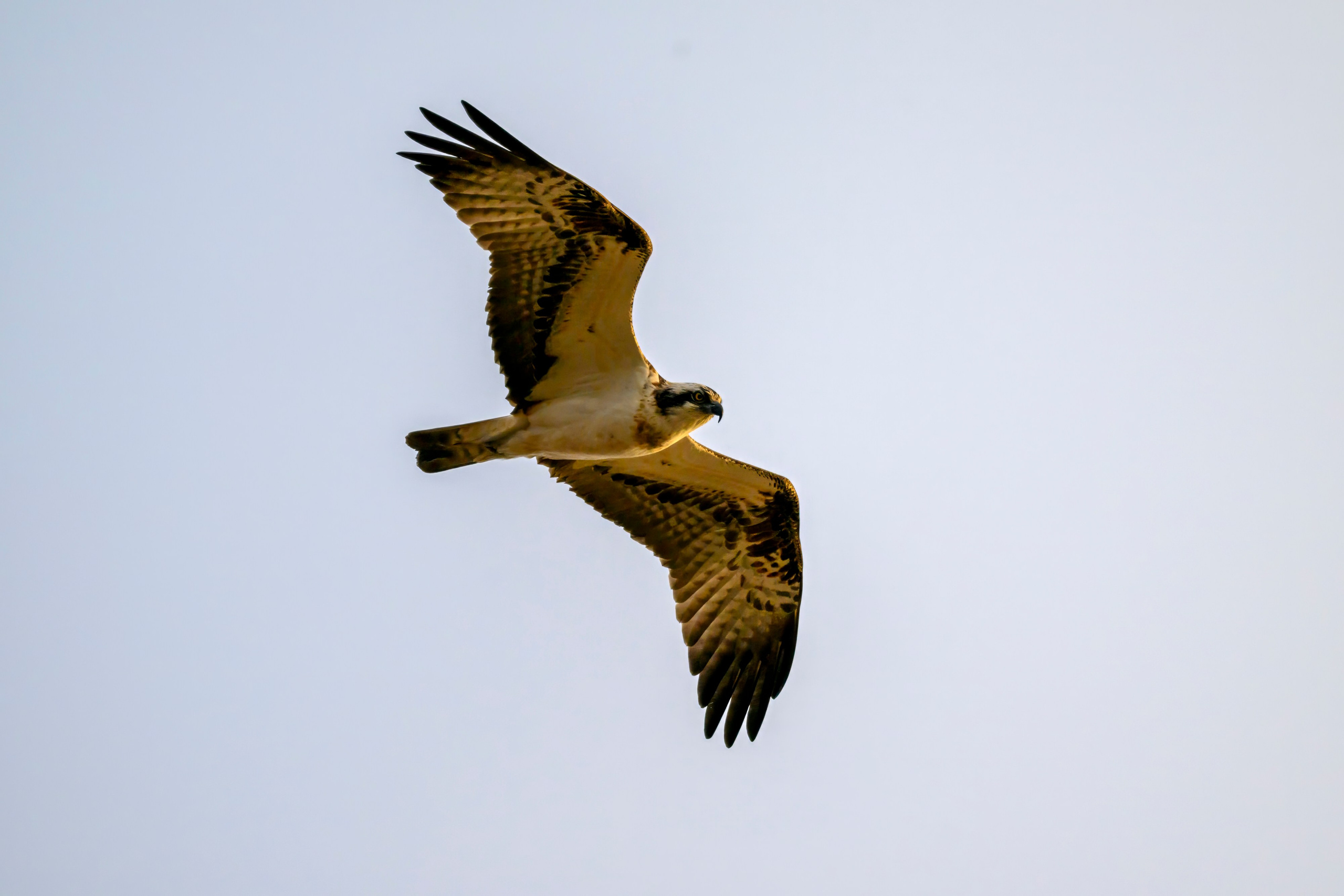 Дуплет скопы. Wildlife photography by Sergey Puponin