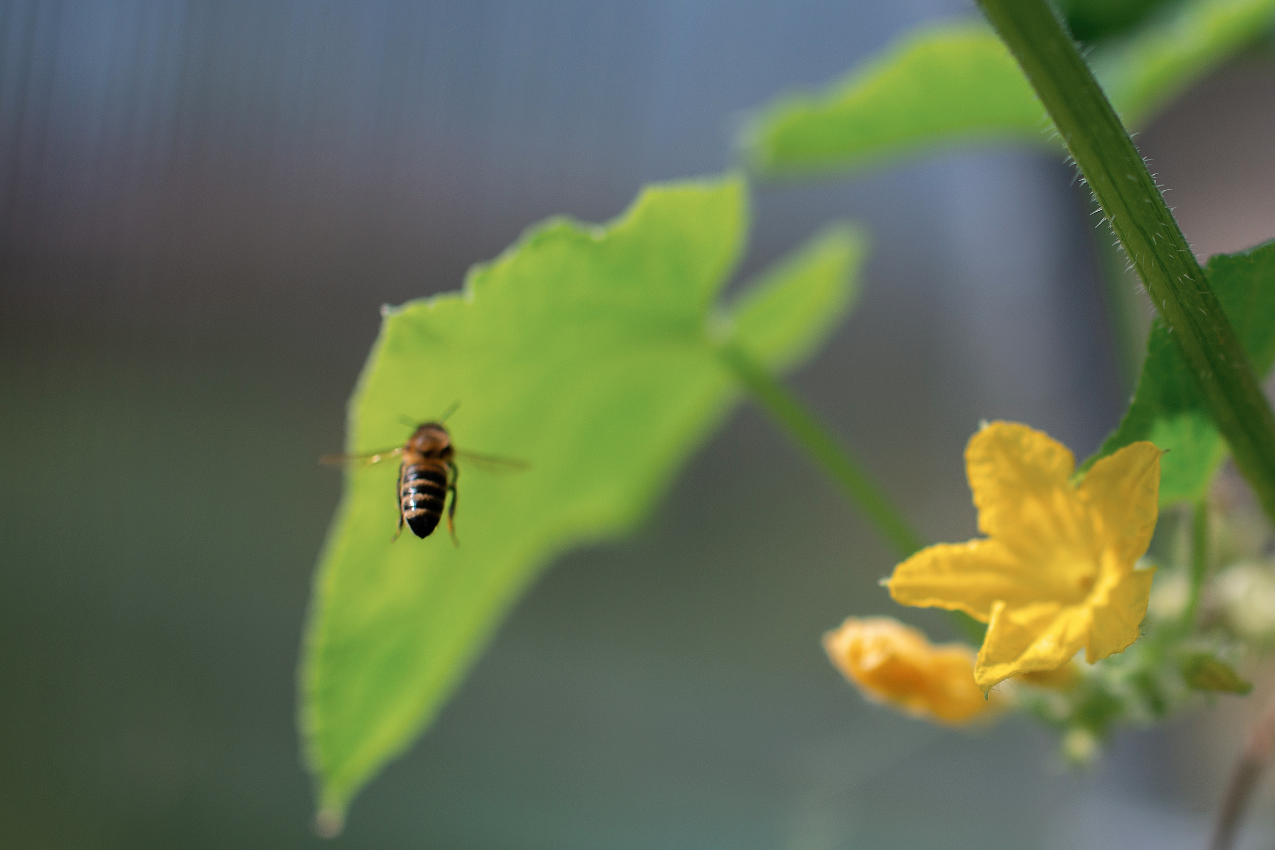 Пасека_Псковская область. Семейный фотограф в Санкт-Петербурге
