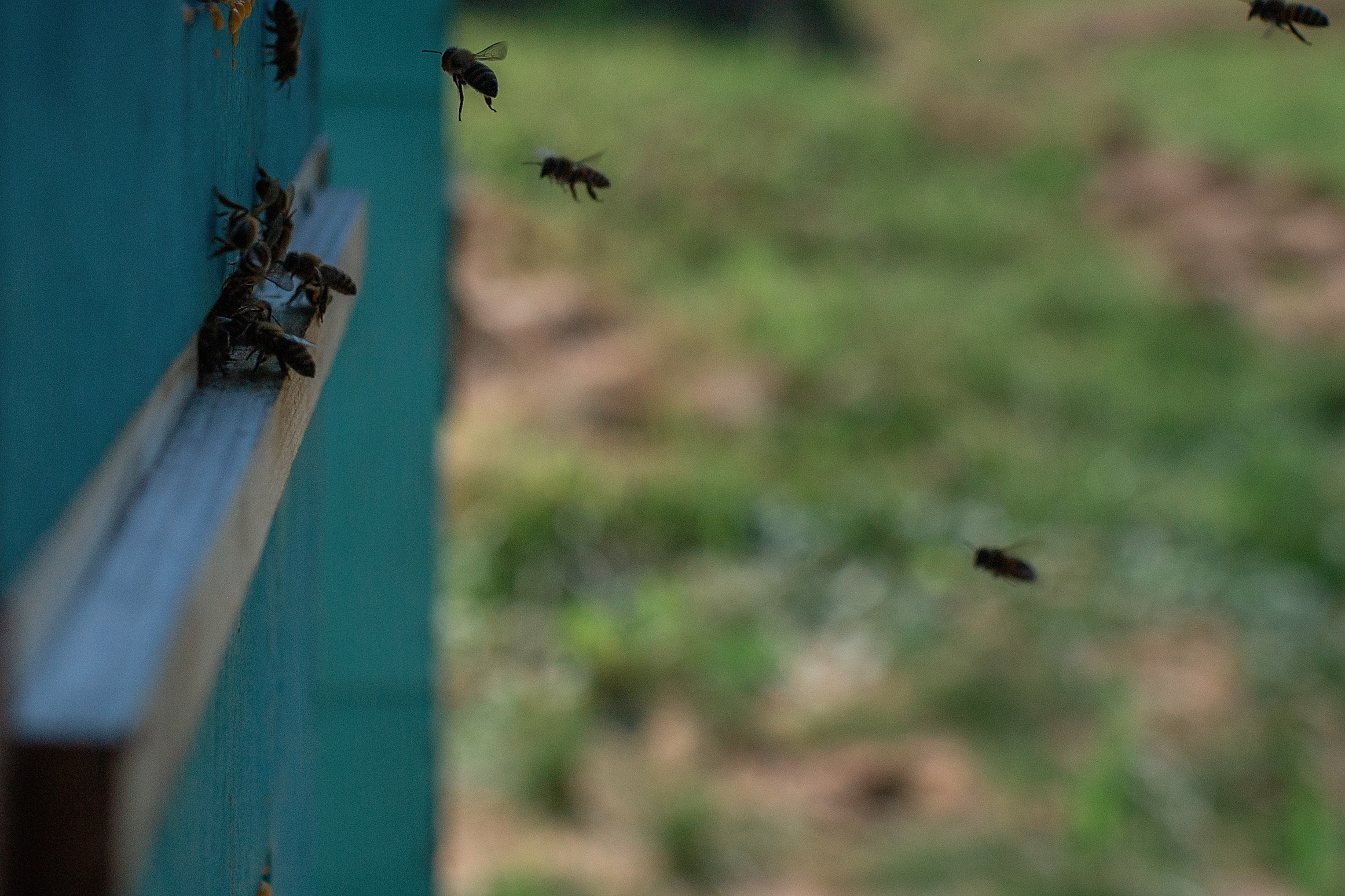 Пасека_Псковская область. Семейный фотограф в Санкт-Петербурге
