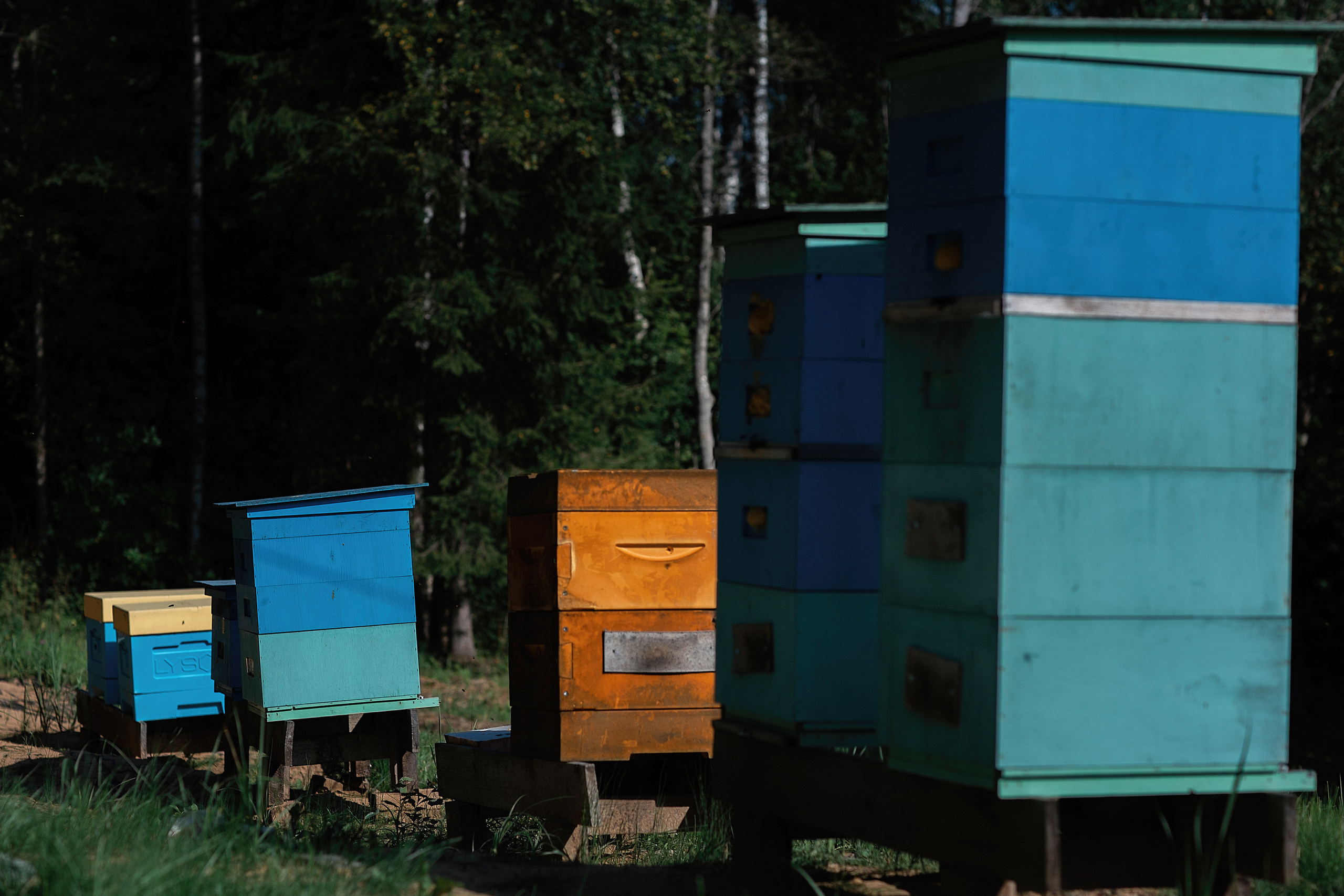 Пасека_Псковская область. Семейный фотограф в Санкт-Петербурге