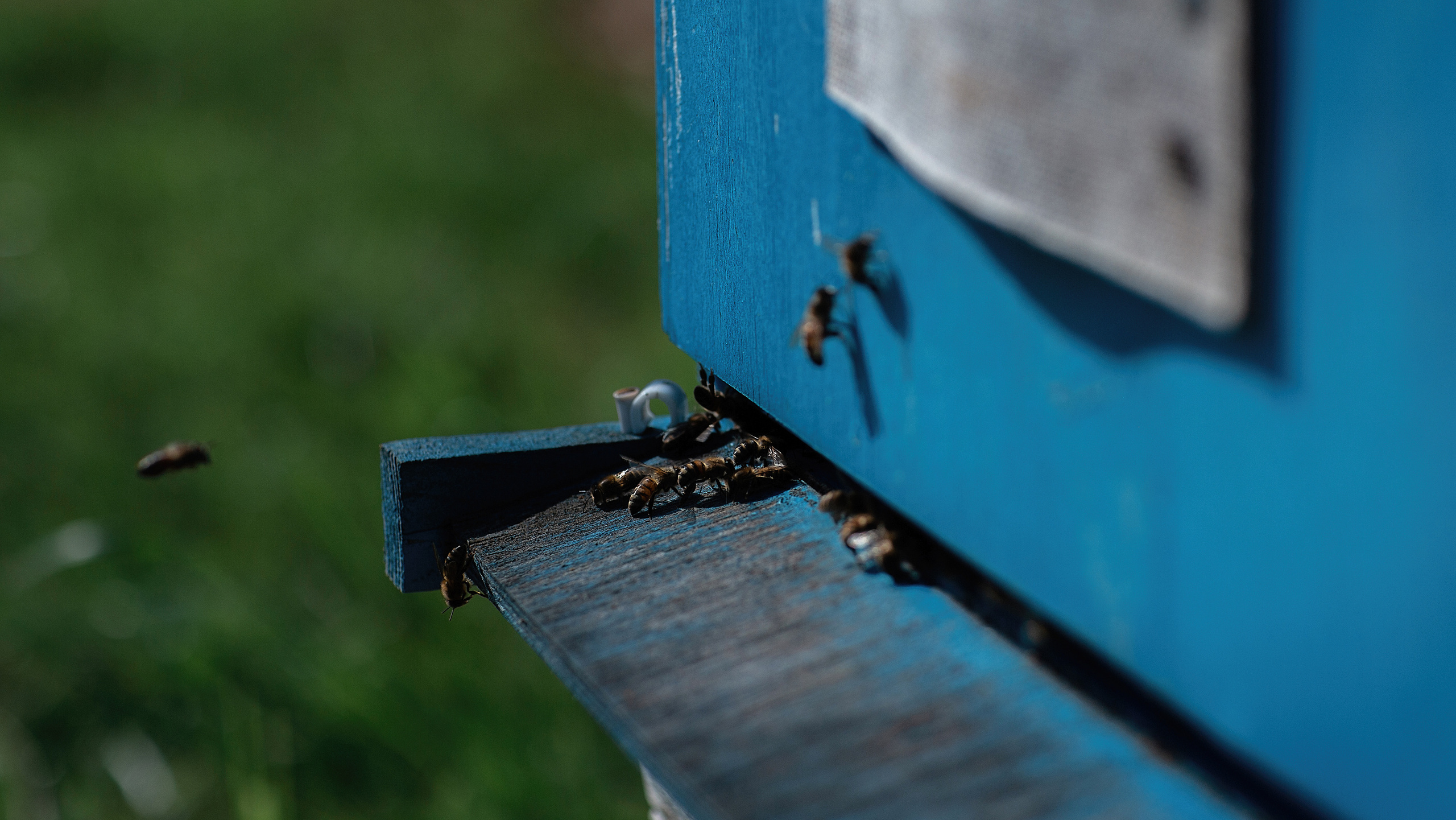 Пасека_Псковская область. Семейный фотограф в Санкт-Петербурге