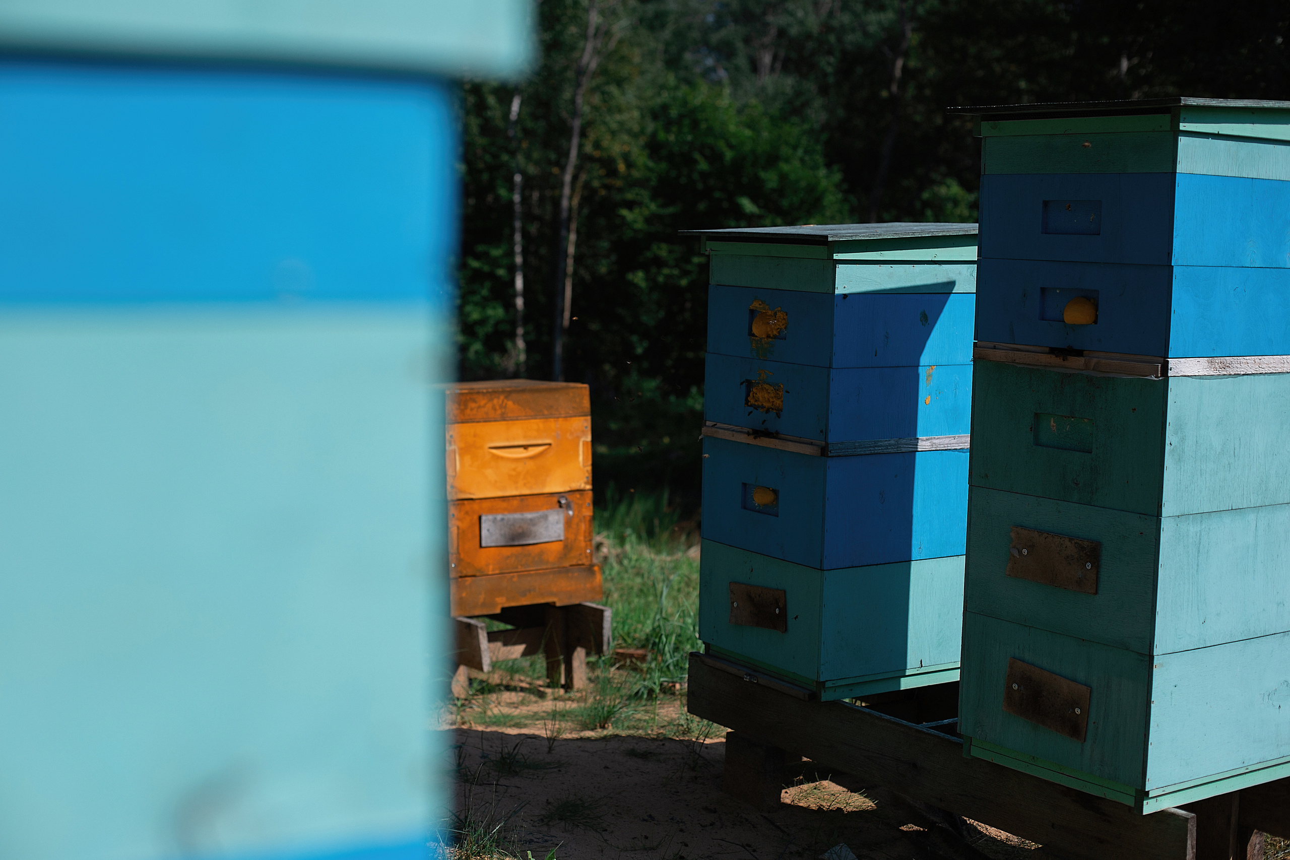 Пасека_Псковская область. Семейный фотограф в Санкт-Петербурге