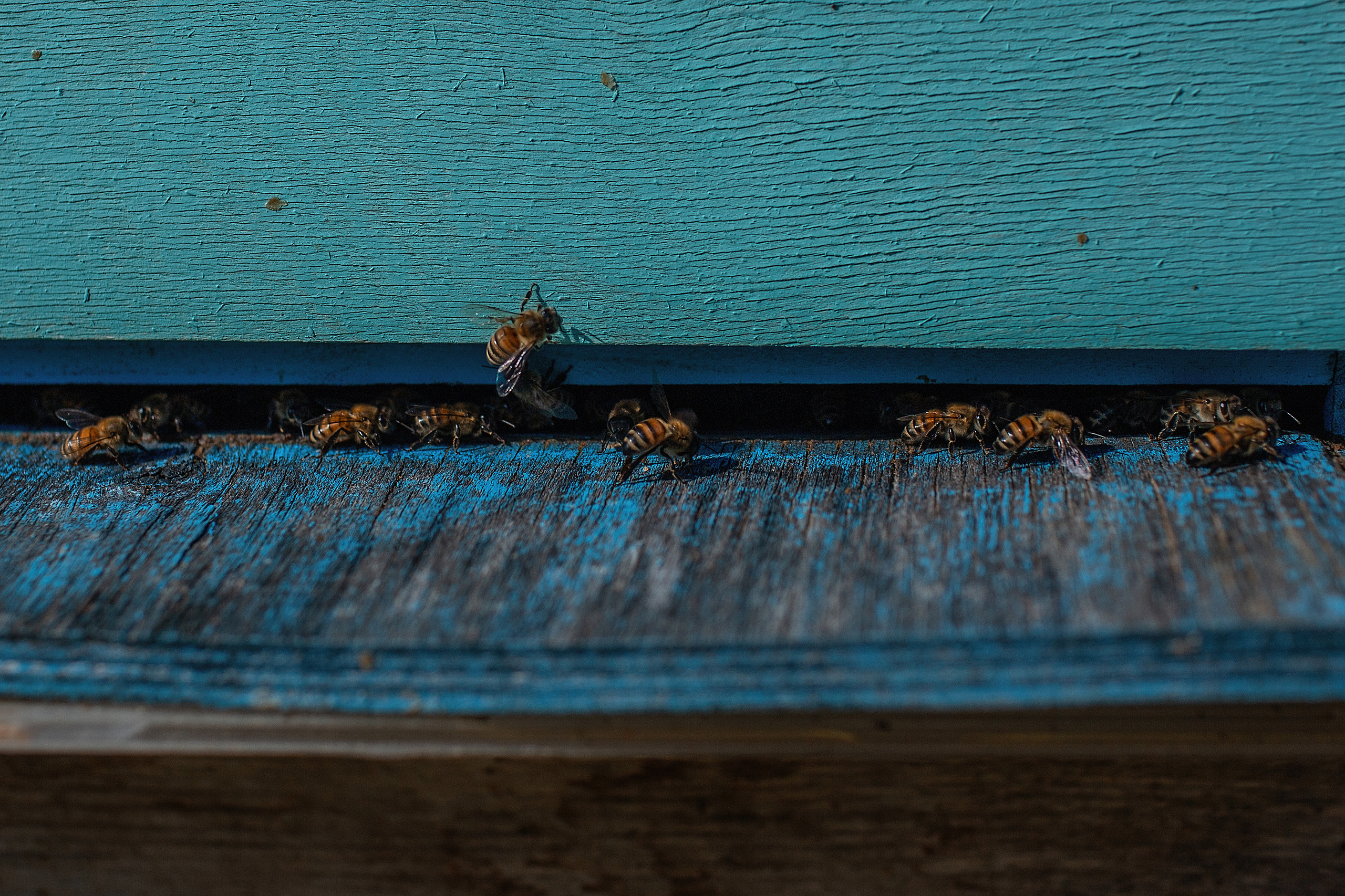 Пасека_Псковская область. Семейный фотограф в Санкт-Петербурге
