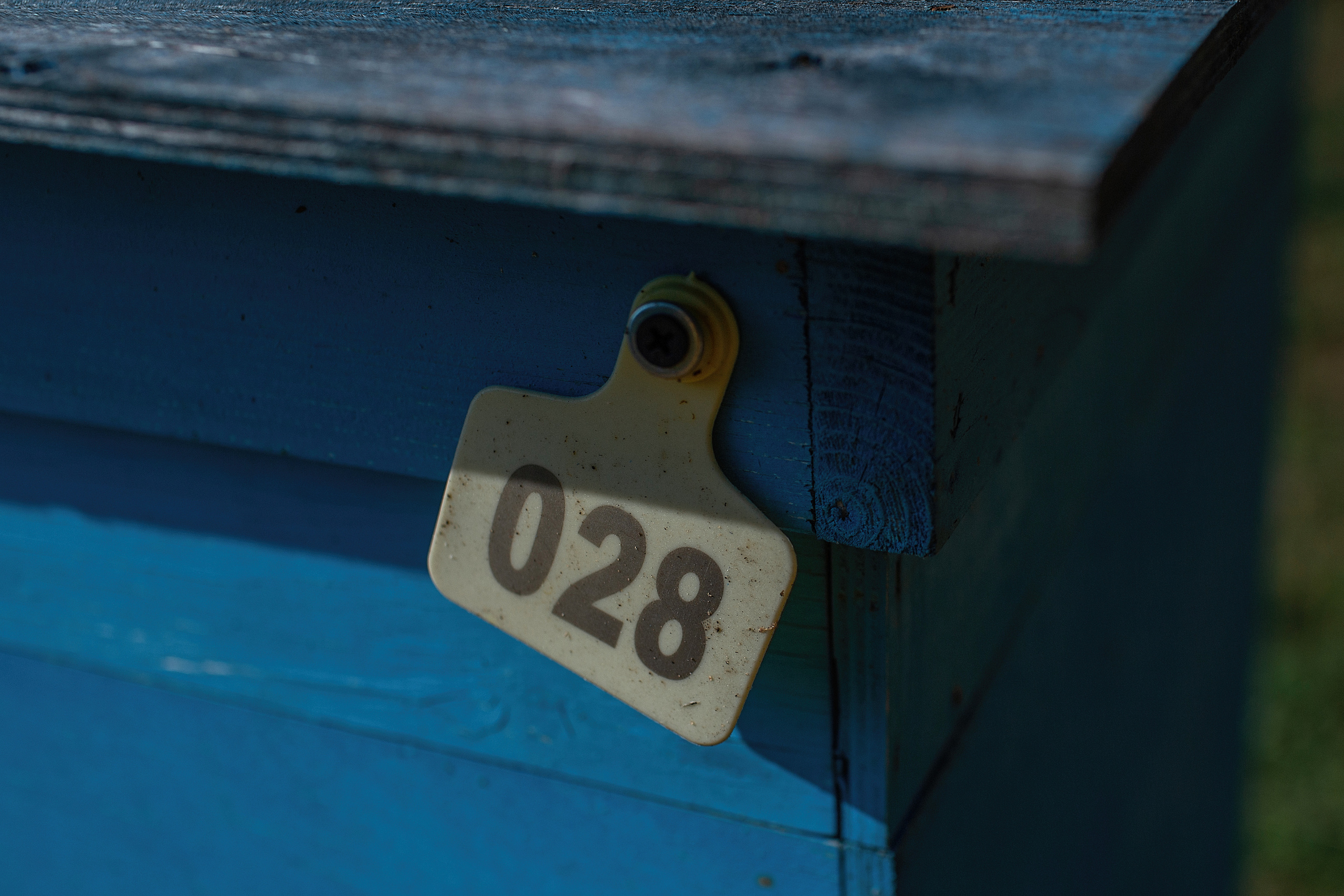 Пасека_Псковская область. Семейный фотограф в Санкт-Петербурге