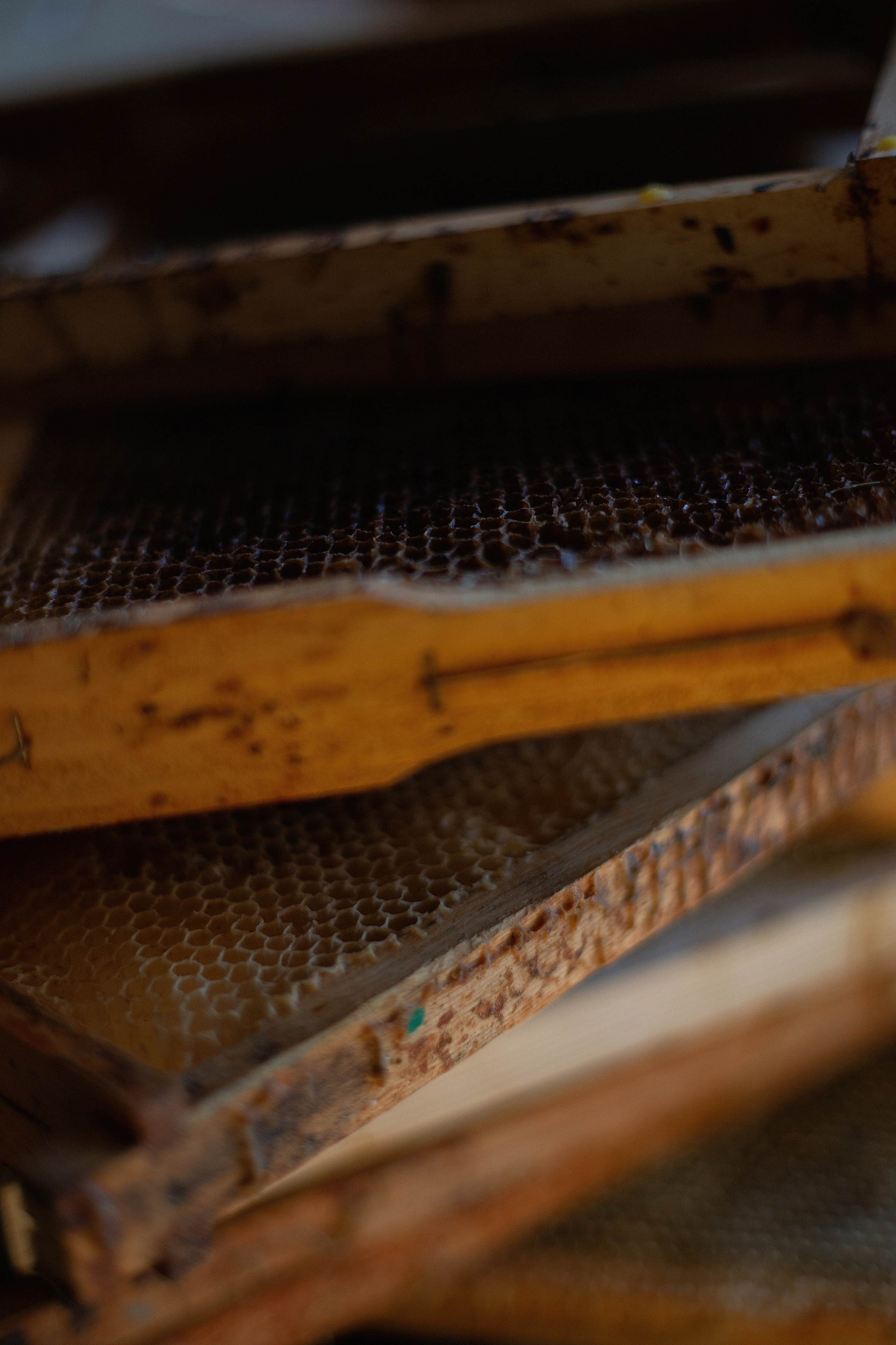 Пасека_Псковская область. Семейный фотограф в Санкт-Петербурге