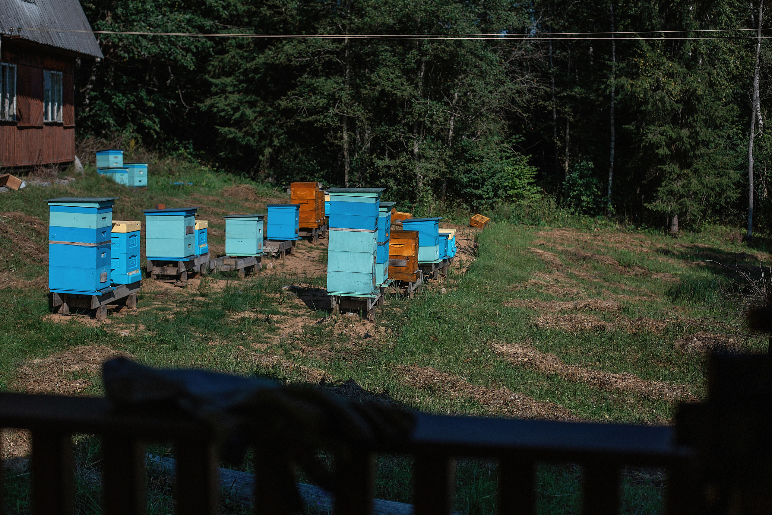 Пасека_Псковская область. Семейный фотограф в Санкт-Петербурге