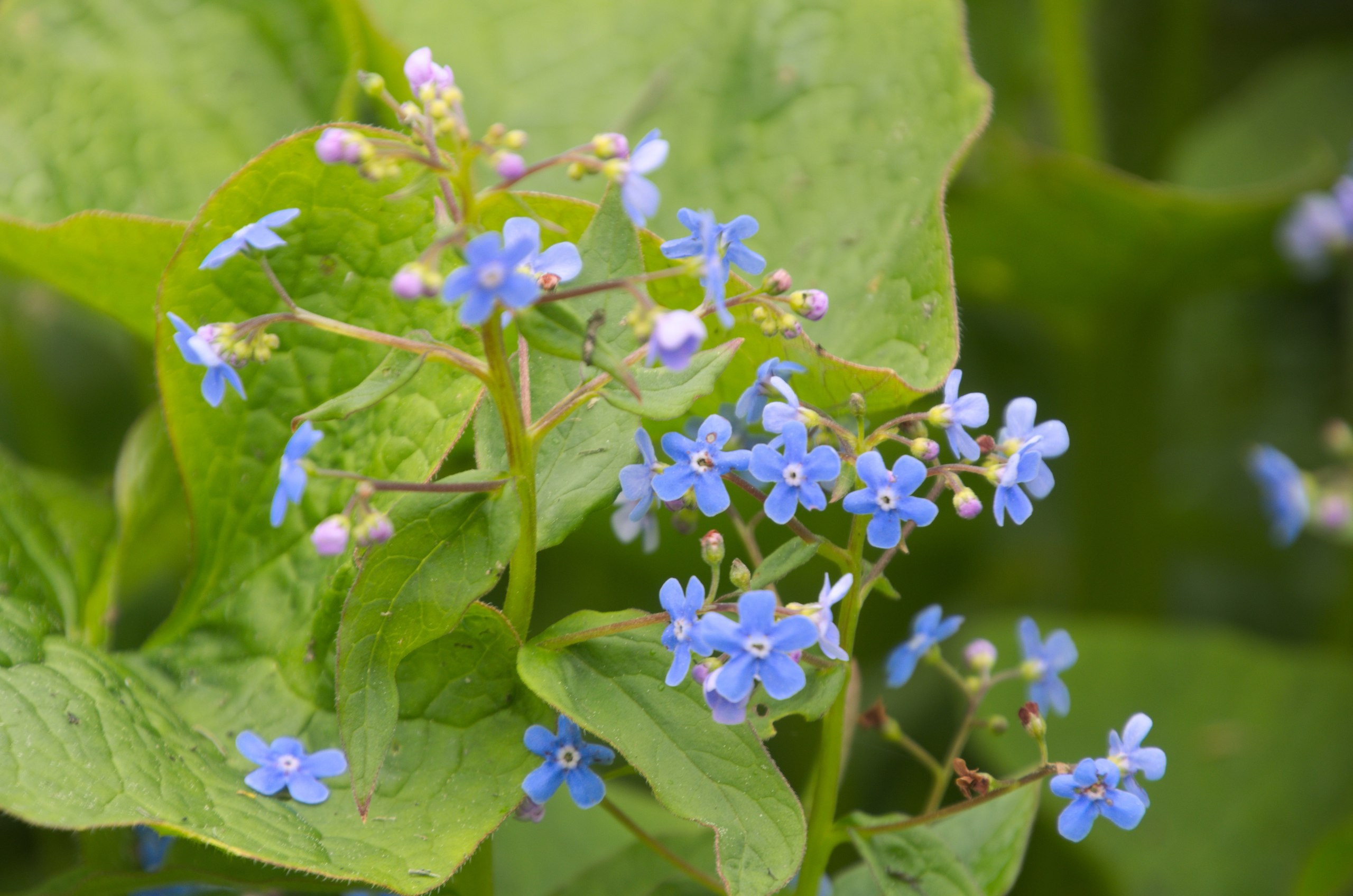 Мелихово | 21.05.2017. Галерея Фантим