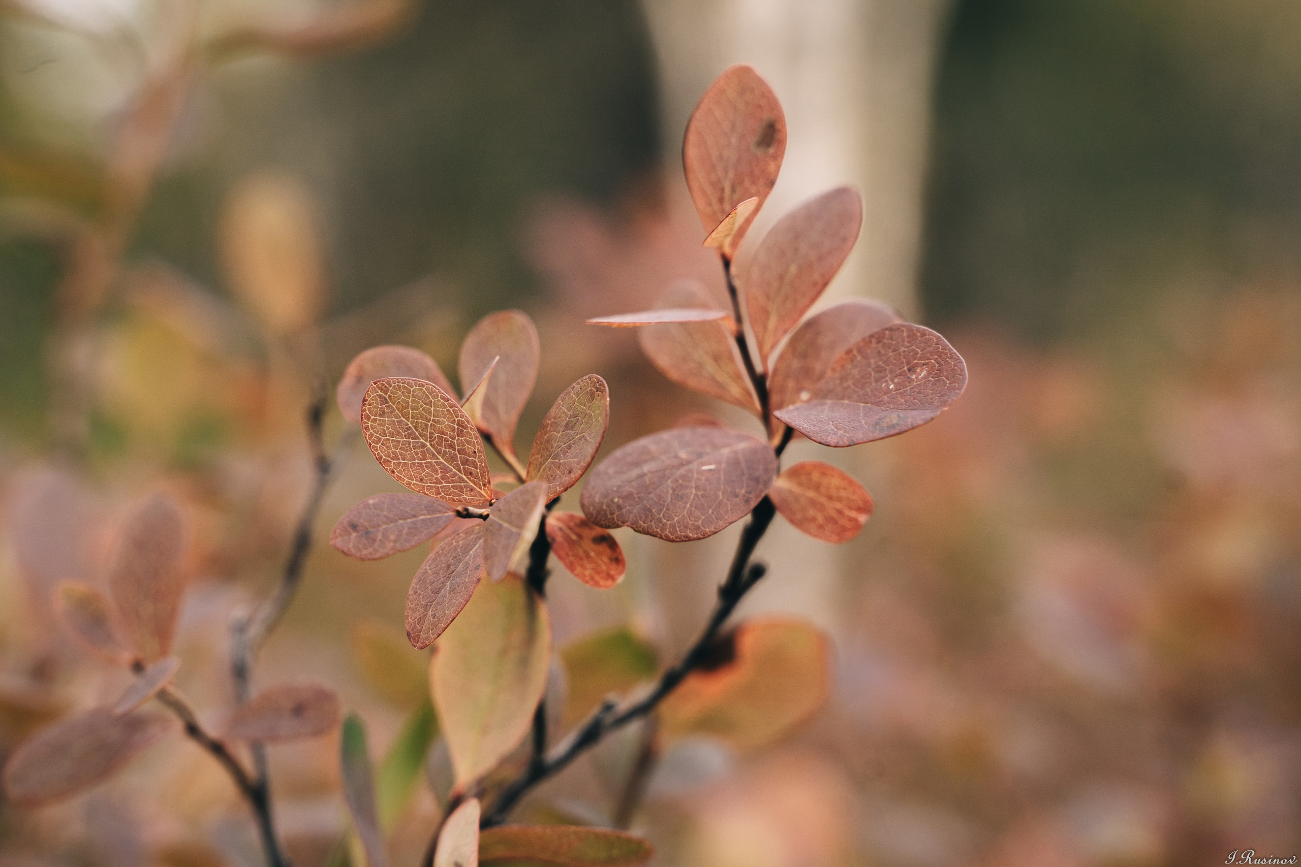 ХИБИНЫ 2021 г. Event фотограф Степанова Александра