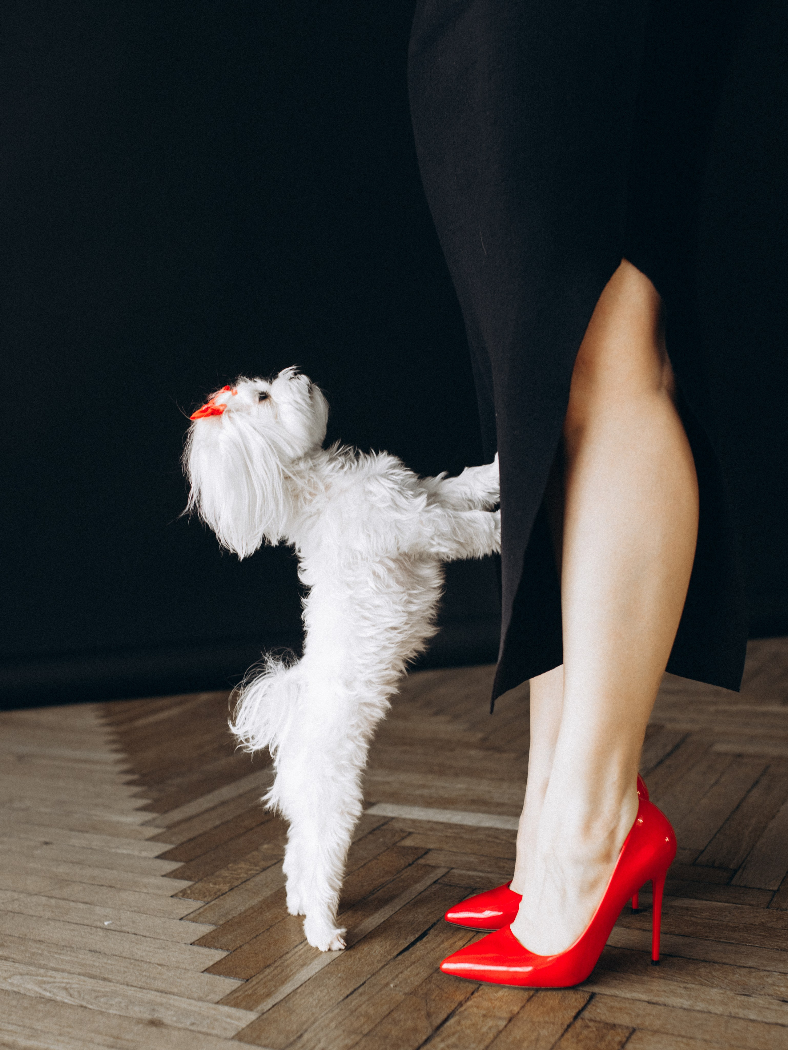 Мира и Таня. Фотограф-анималист в Москве Кириллова Татьяна