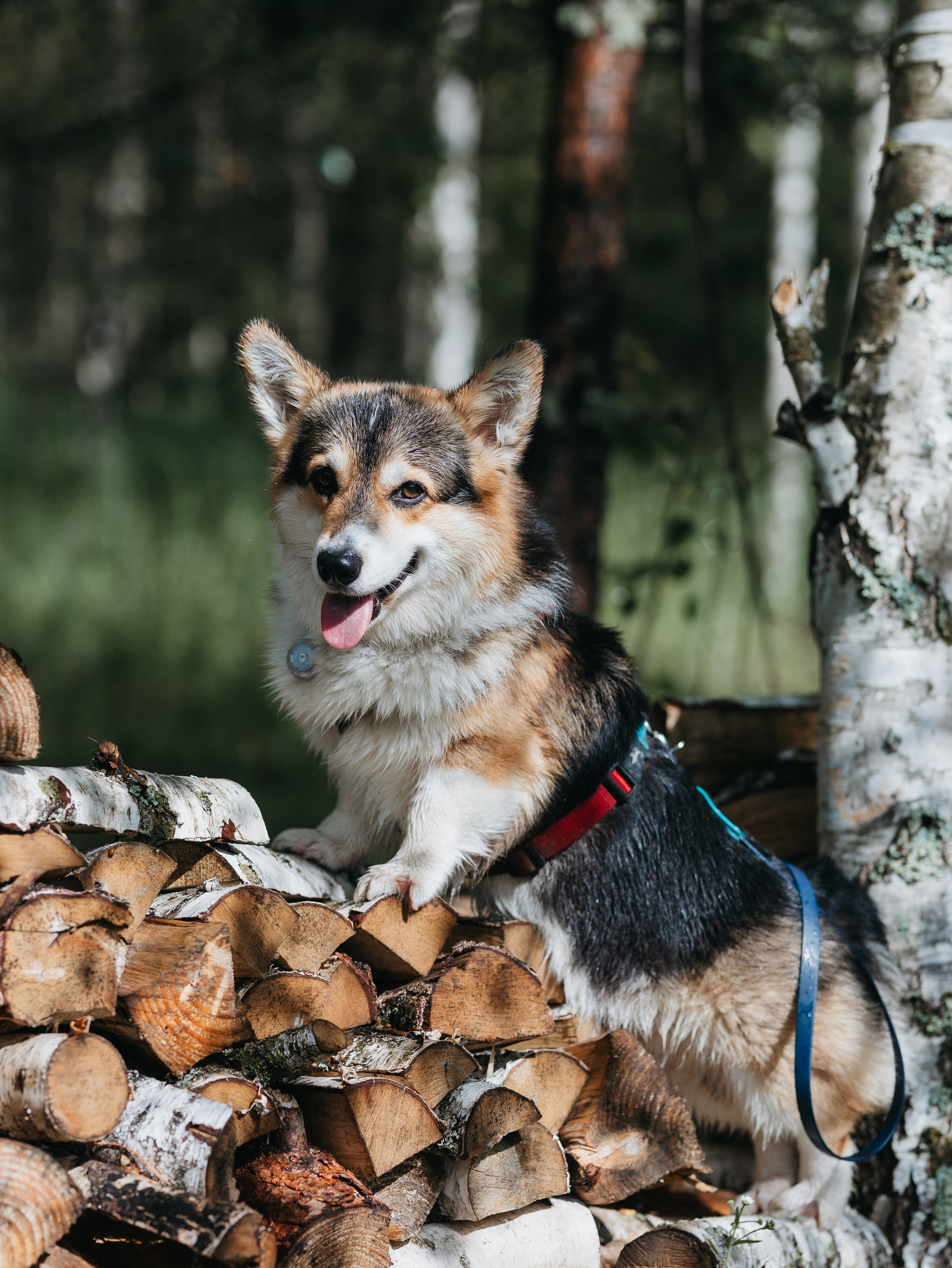 Лагерь ноузворк. Фотограф-анималист в Москве Кириллова Татьяна