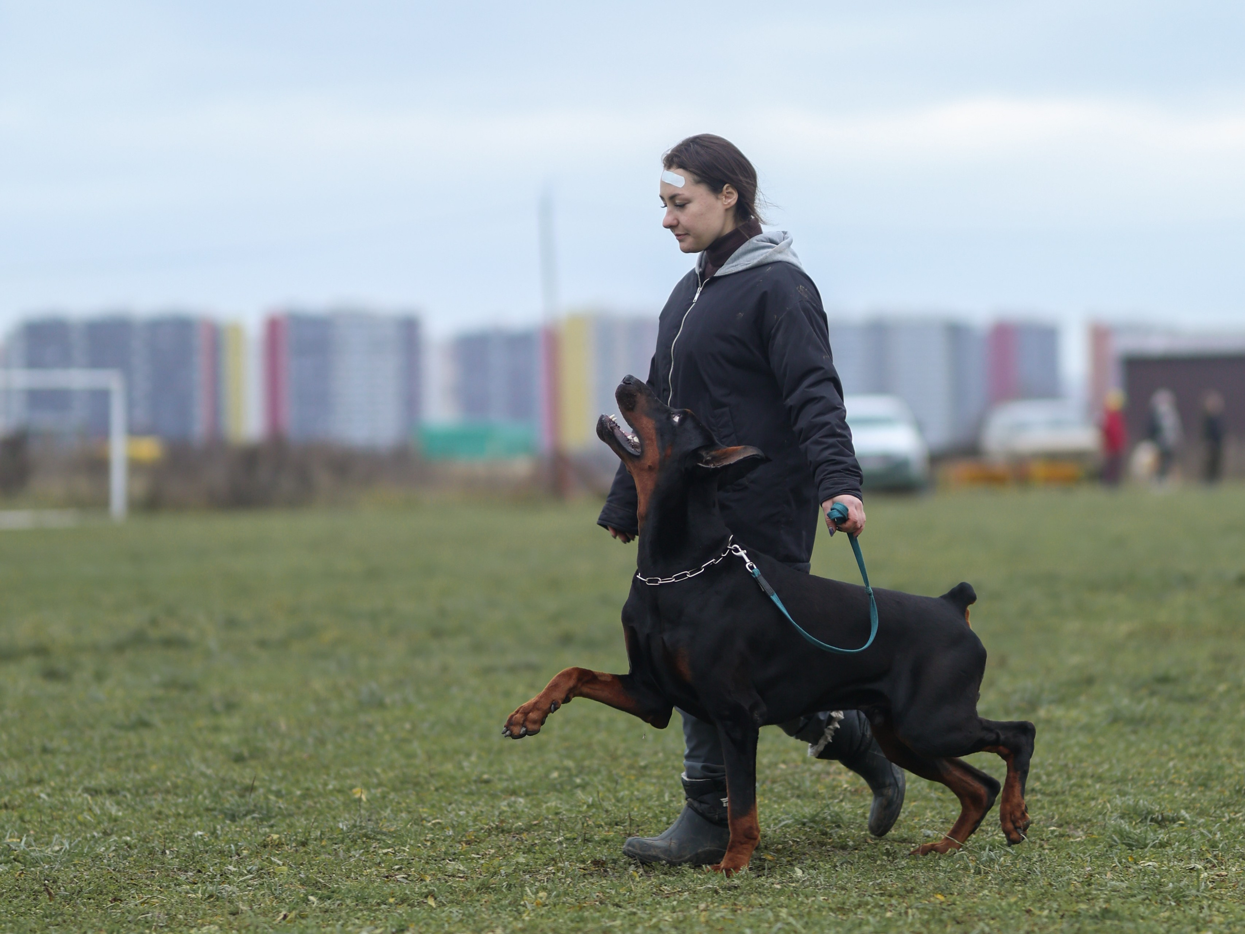 Соревнования BH. Фотограф-анималист в Москве Кириллова Татьяна
