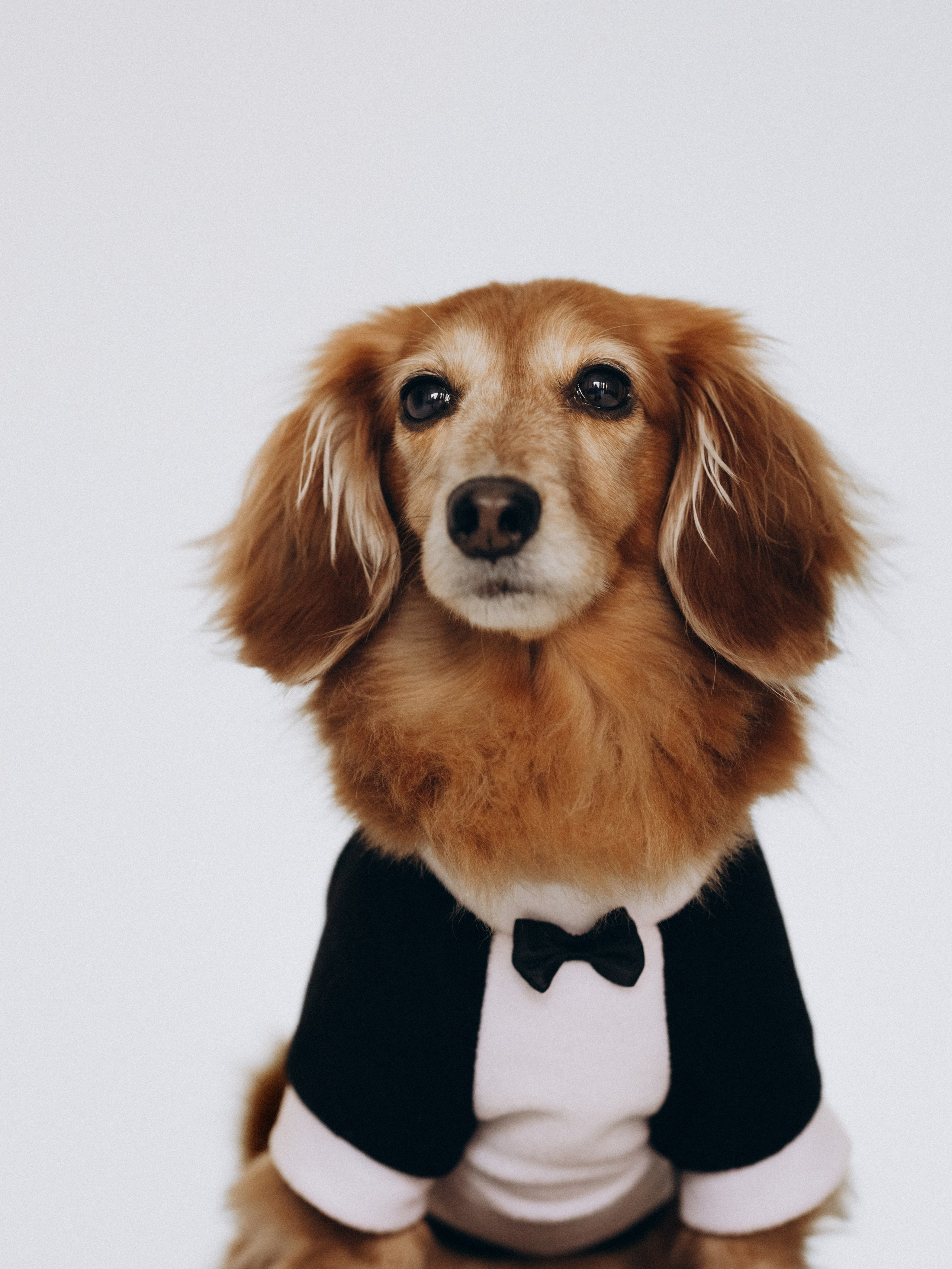 Лимон и Аня. Фотограф-анималист в Москве Кириллова Татьяна