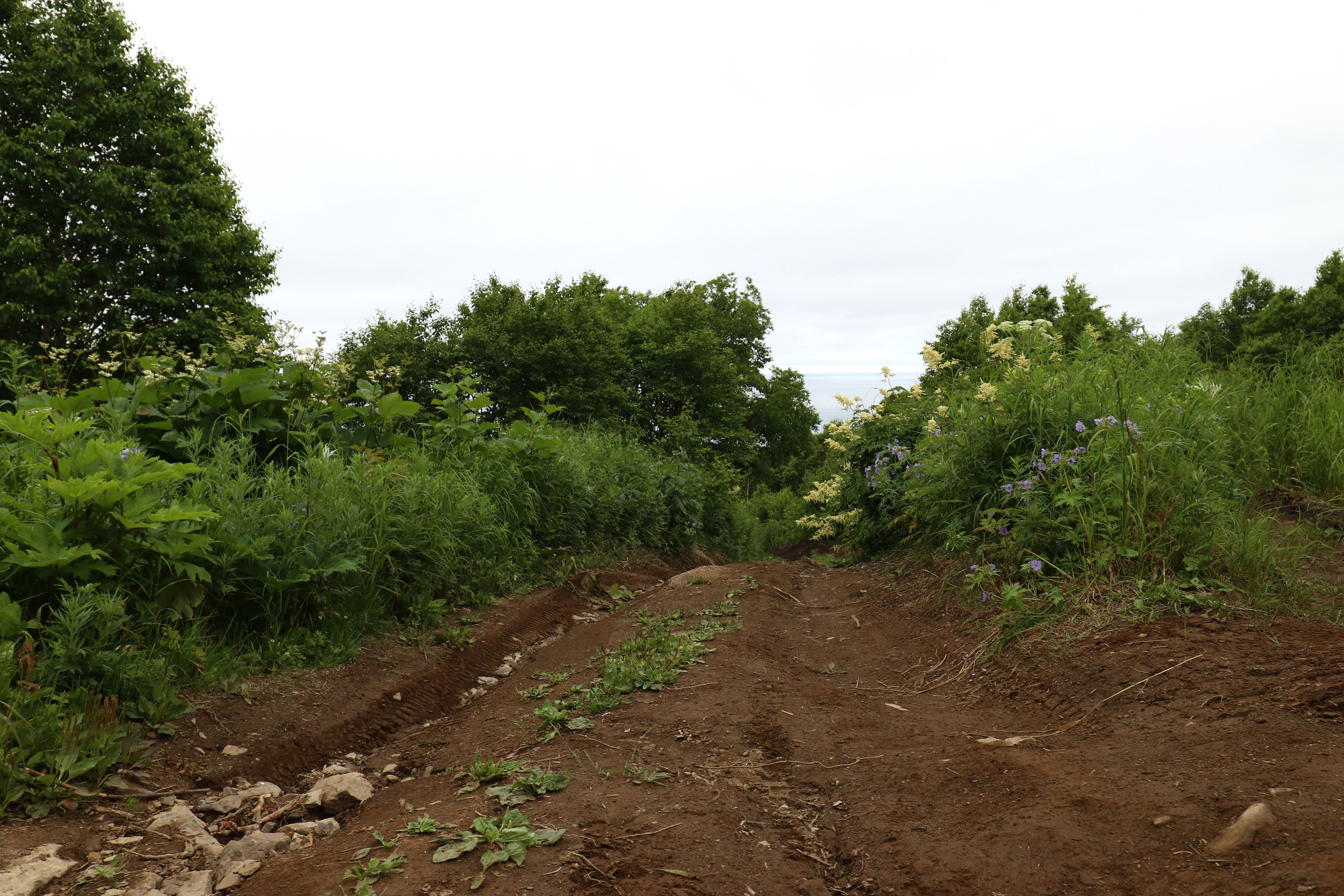 Камчатка и о. Парамушир. Июль 2024. Путешественник-фотограф из Санкт-Петербурга Татьяна Свистулина