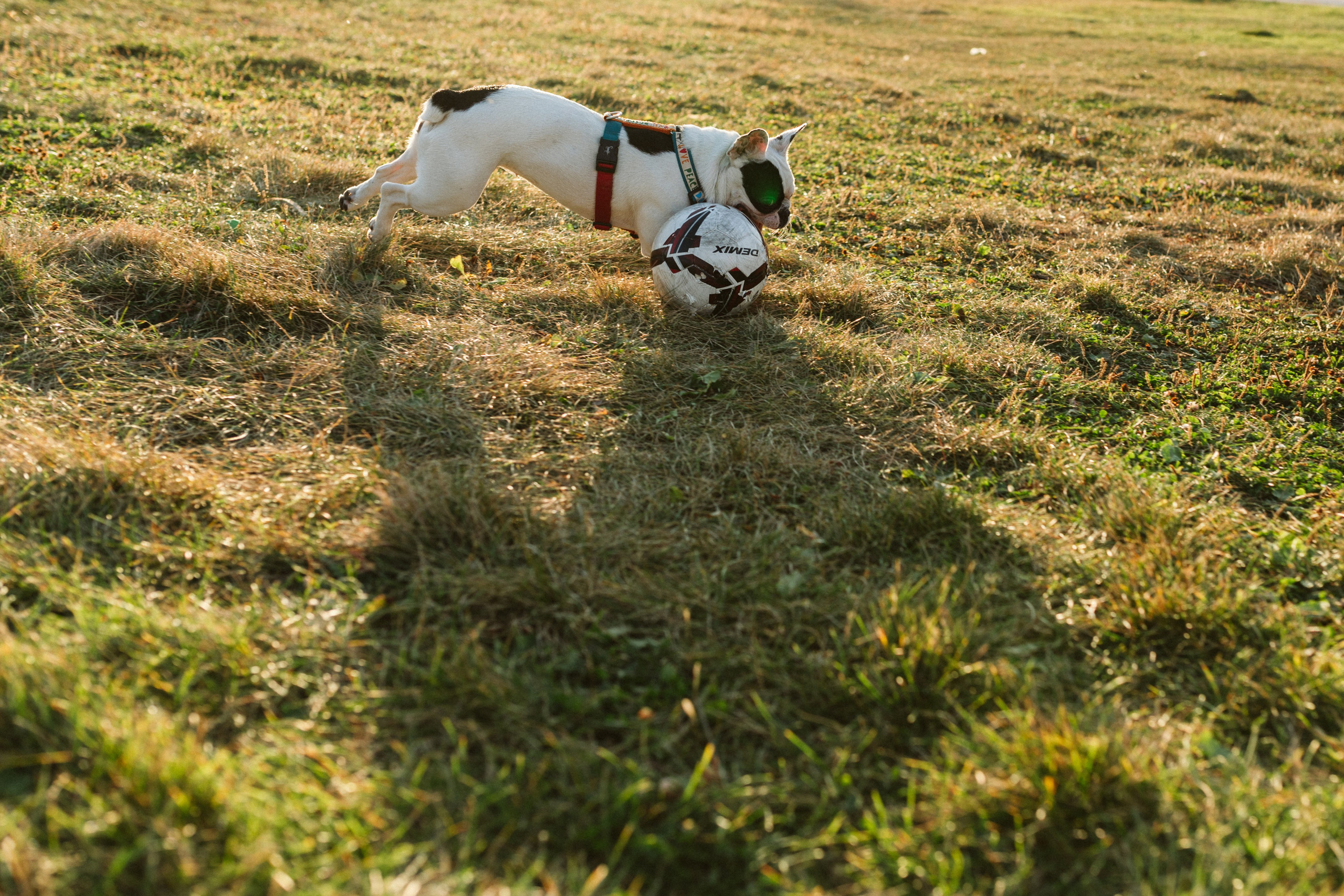 Инна и Белль. Фотограф анималист в Москве Ольга Агушева