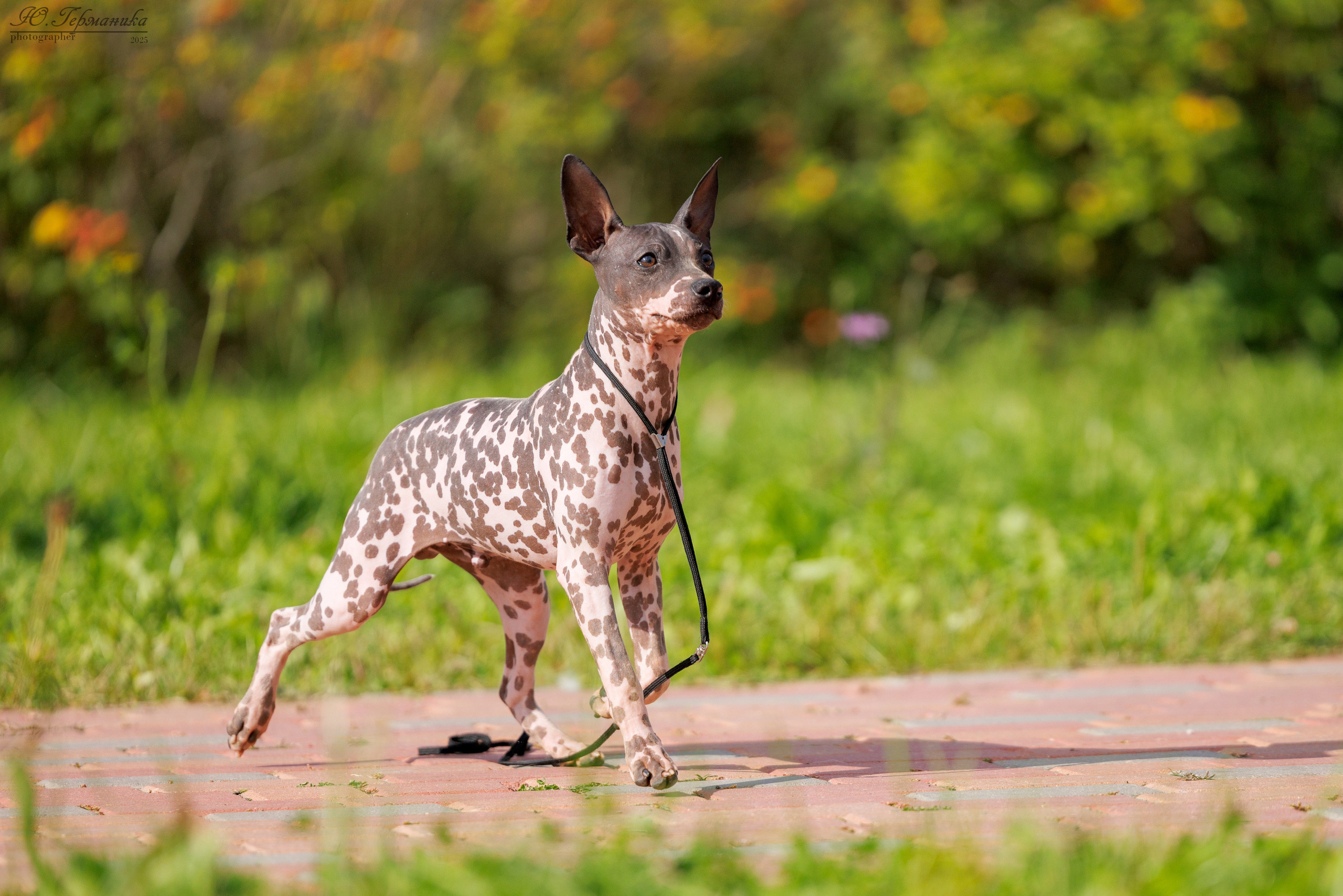 Переславль 5-7.08.2025. Фотограф-анималист Юлия Германика