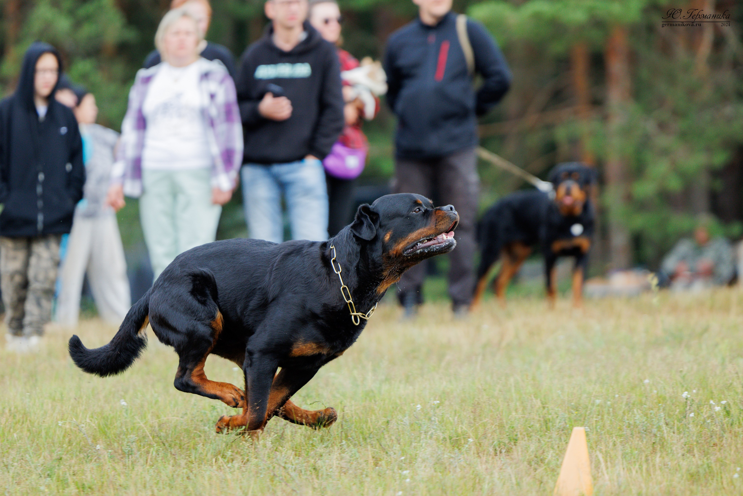ПК и КЧК ротвейлеры Тверь 6-7.07.2024. Фотограф-анималист Юлия Германика