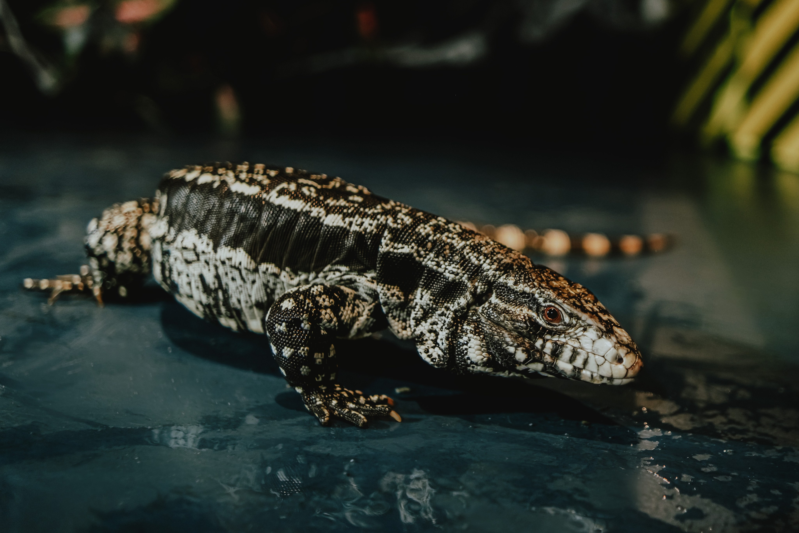 Дом Драконов. Nattie.ph