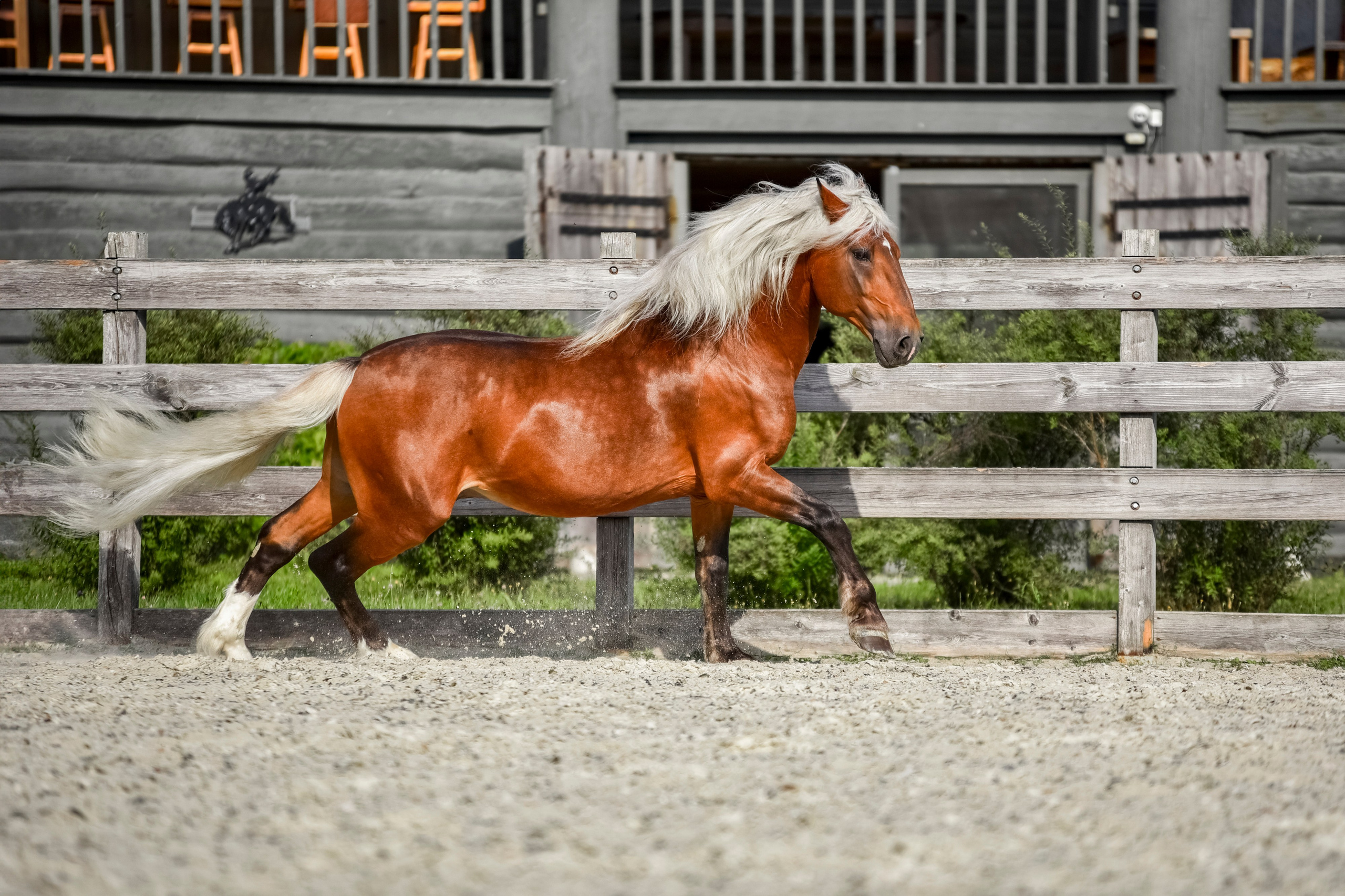 Лошади на свободе, съемка лошадей, экстерьерная съемка, фотосессия