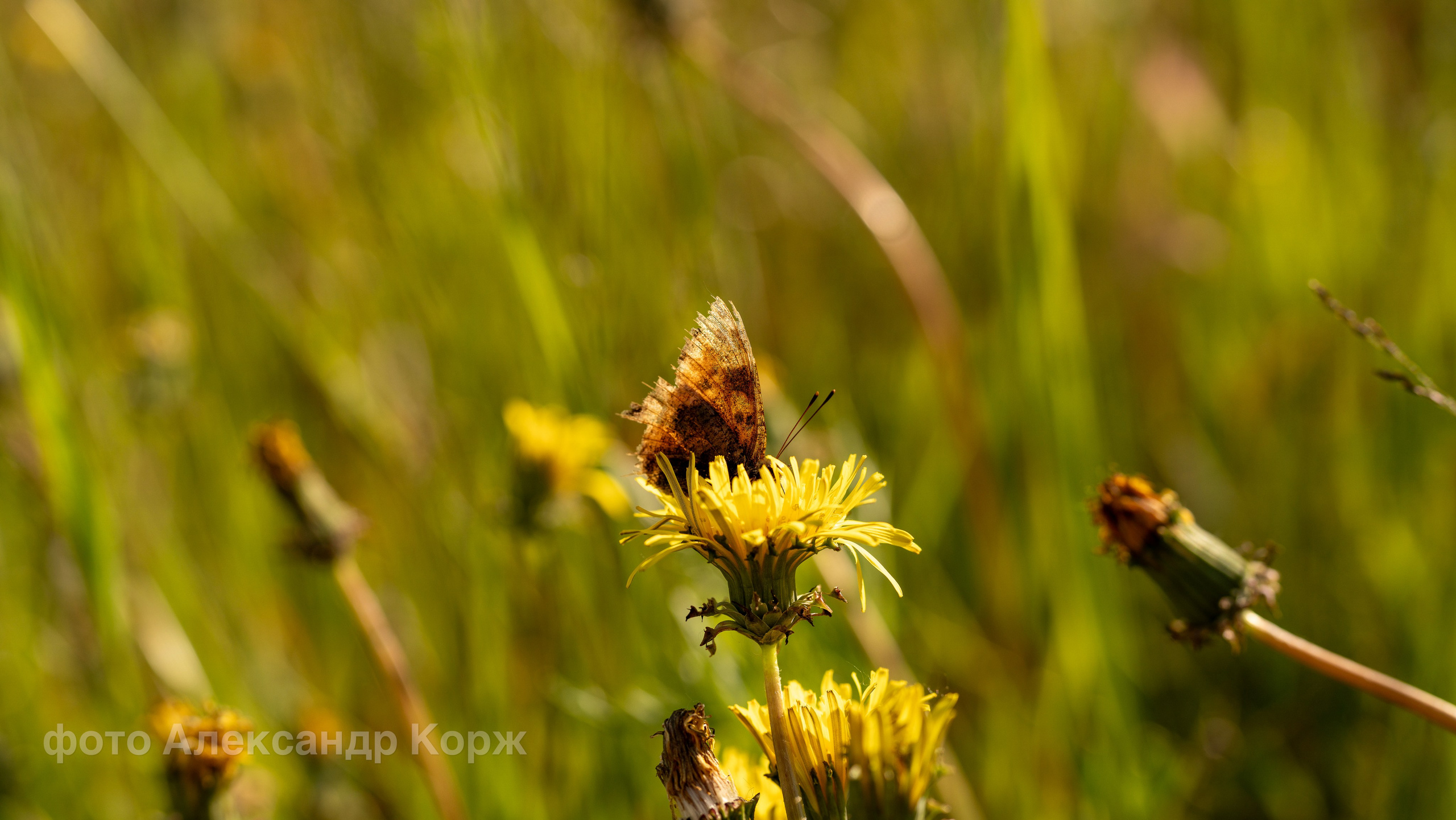 Животные. Фотографии и видеосъемка, Айхал, Удачный, Якутия. Фотографии Айхал