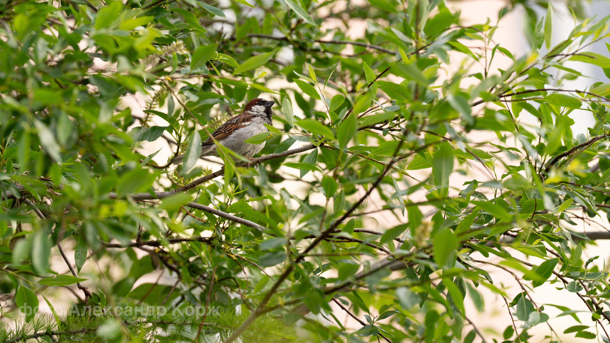 Животные. Фотографии и видеосъемка, Айхал, Удачный, Якутия. Фотографии Айхал