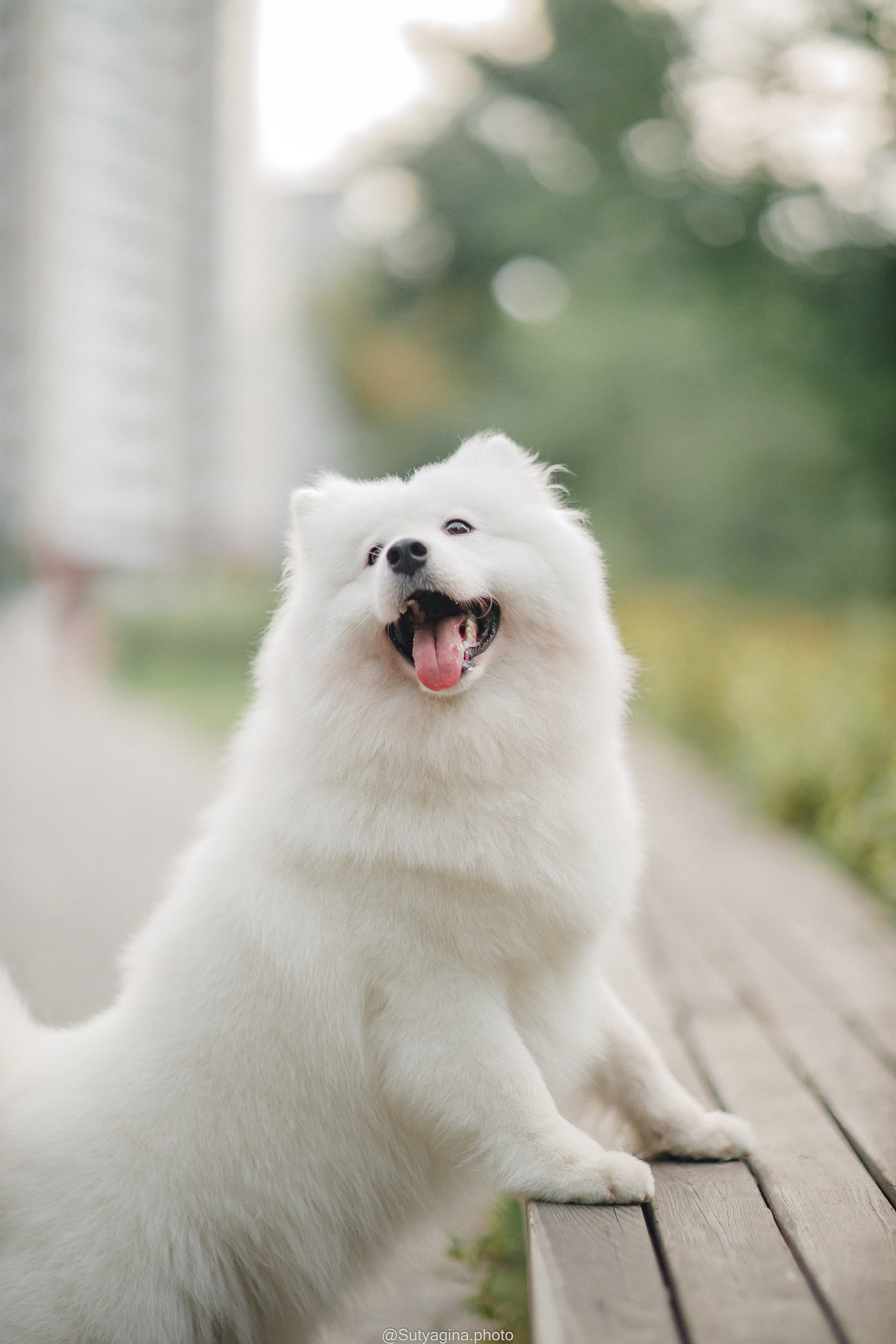 Самоед Рея. Свадебный и женский фотограф