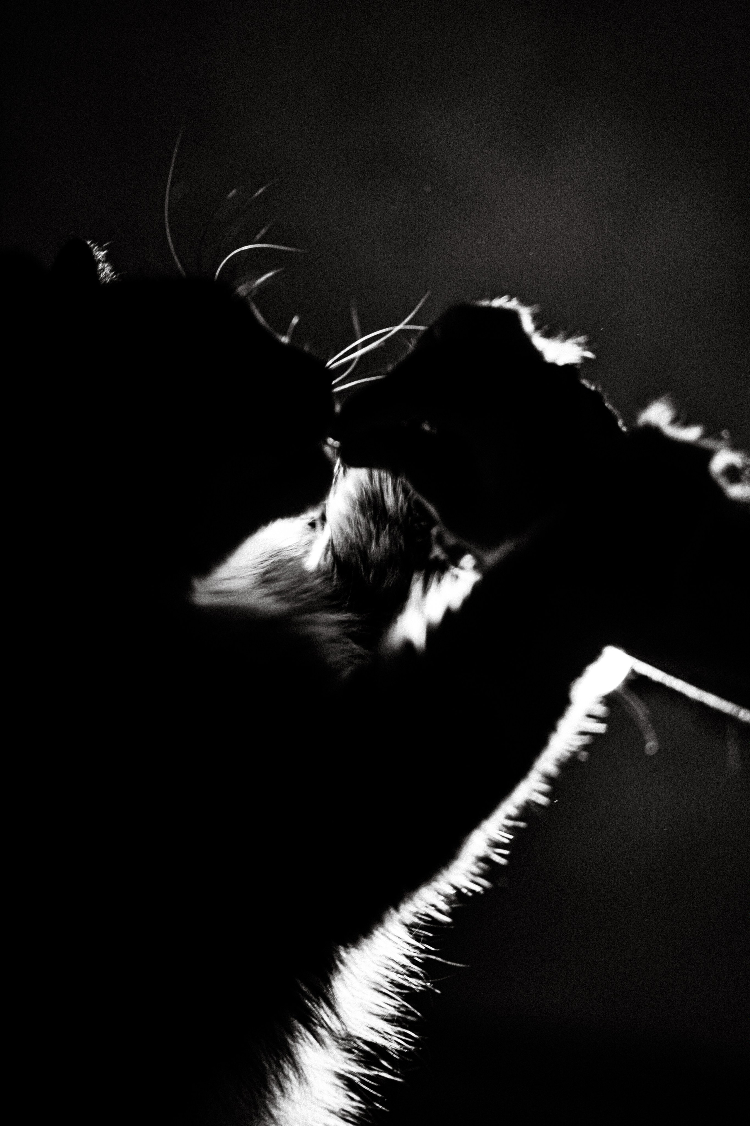 Съёмка домашних питомцев (Соня и Аркадий). Свадебный фотограф Беларусь Ольга Козыренко