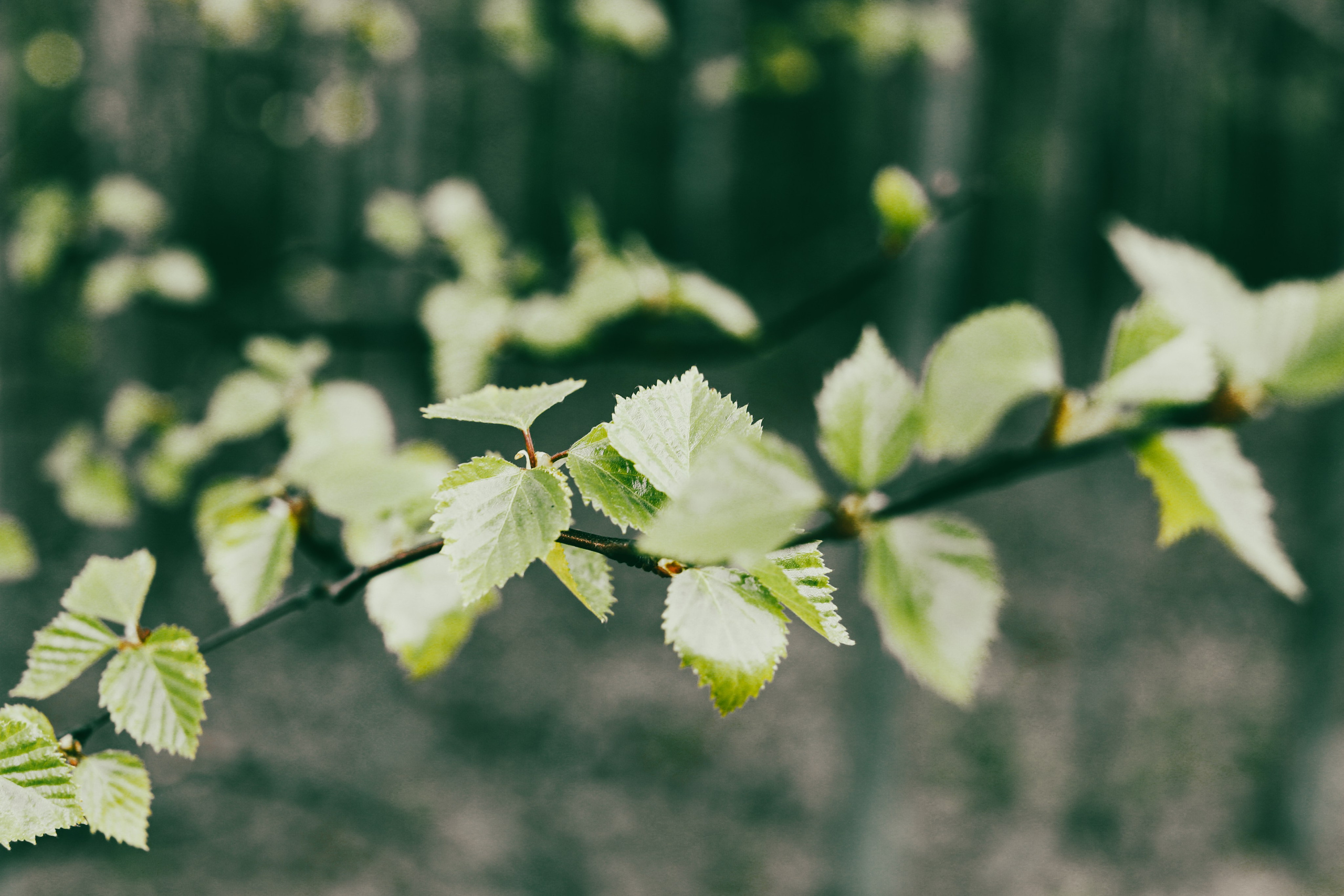 Природа/Животные