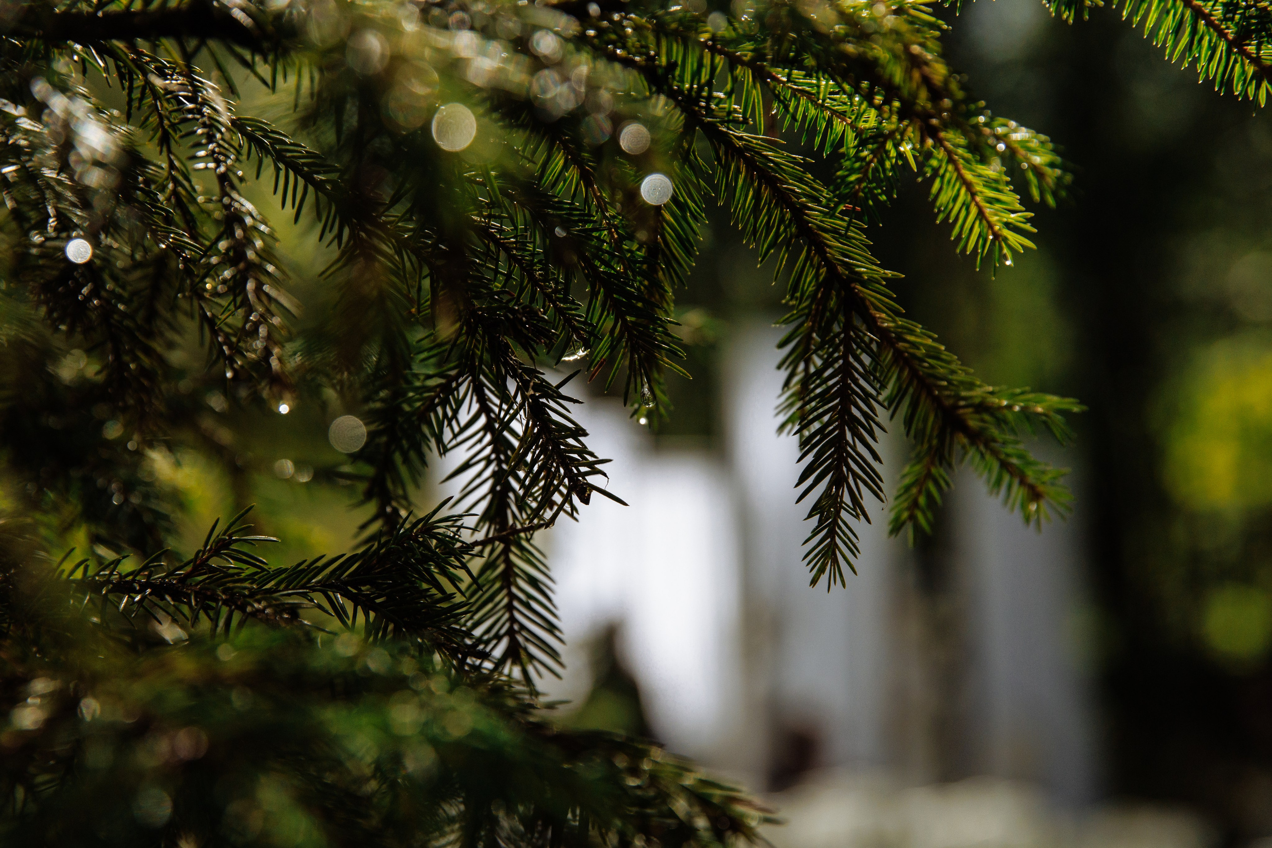 Свадебный кролик