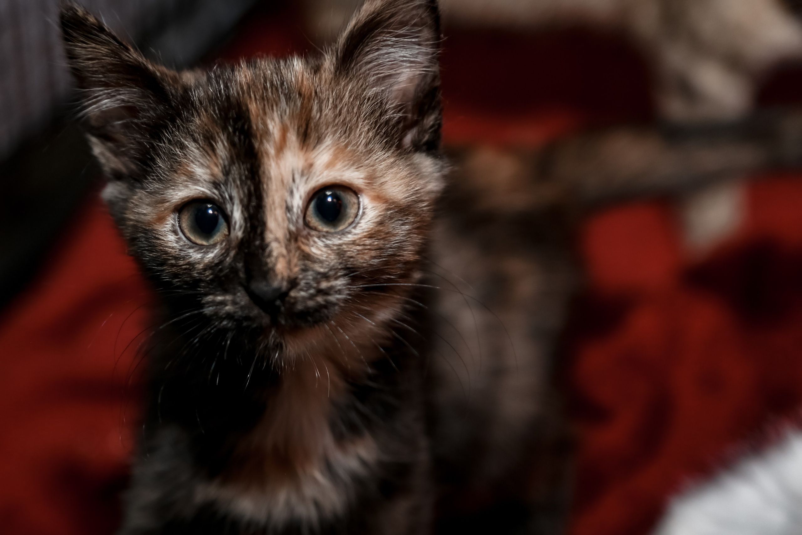 Приют Кошкин Дом Филимоша. Ваш фотограф в Оренбурге Рощупкина Екатерина