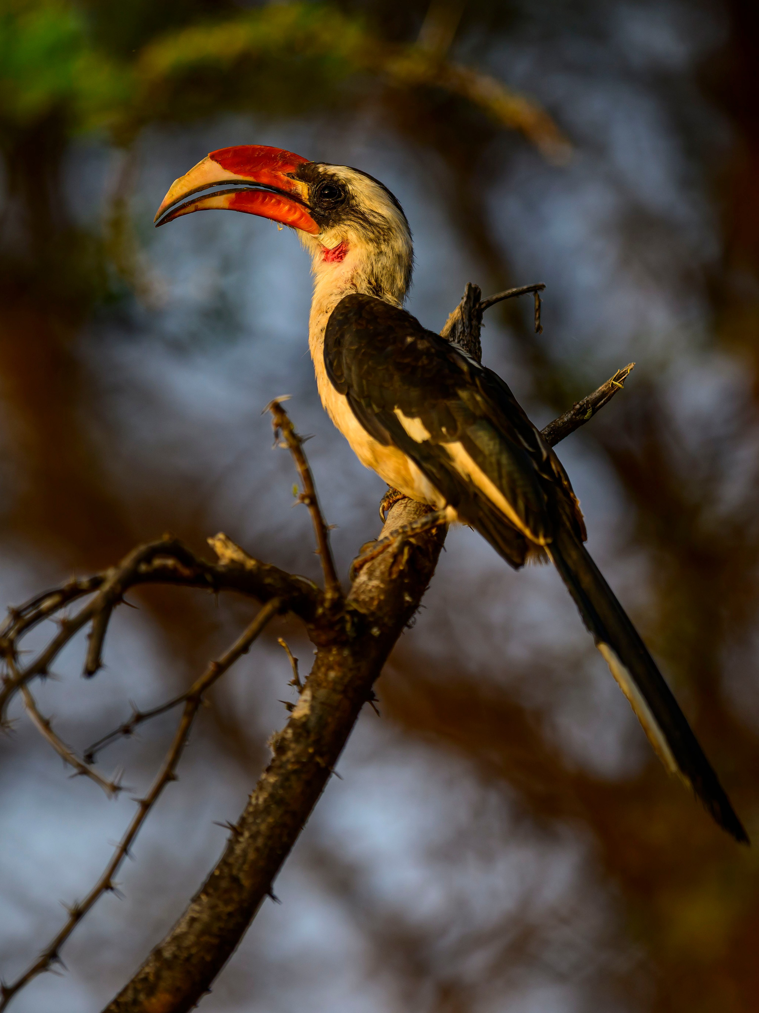 Кения. Wildlife photography by Sergey Puponin