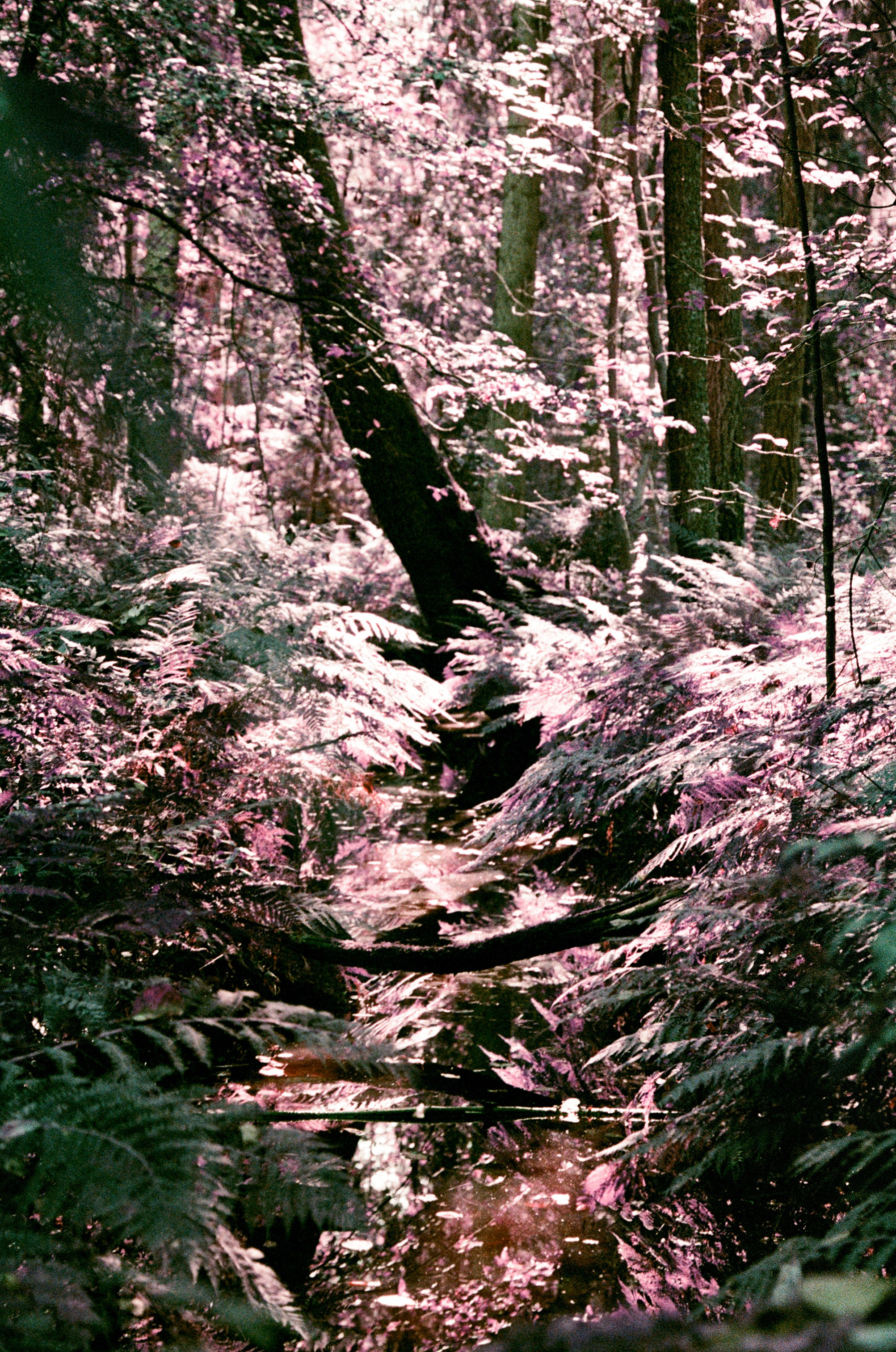 Lomochrome Purple. Варвара Цымбал