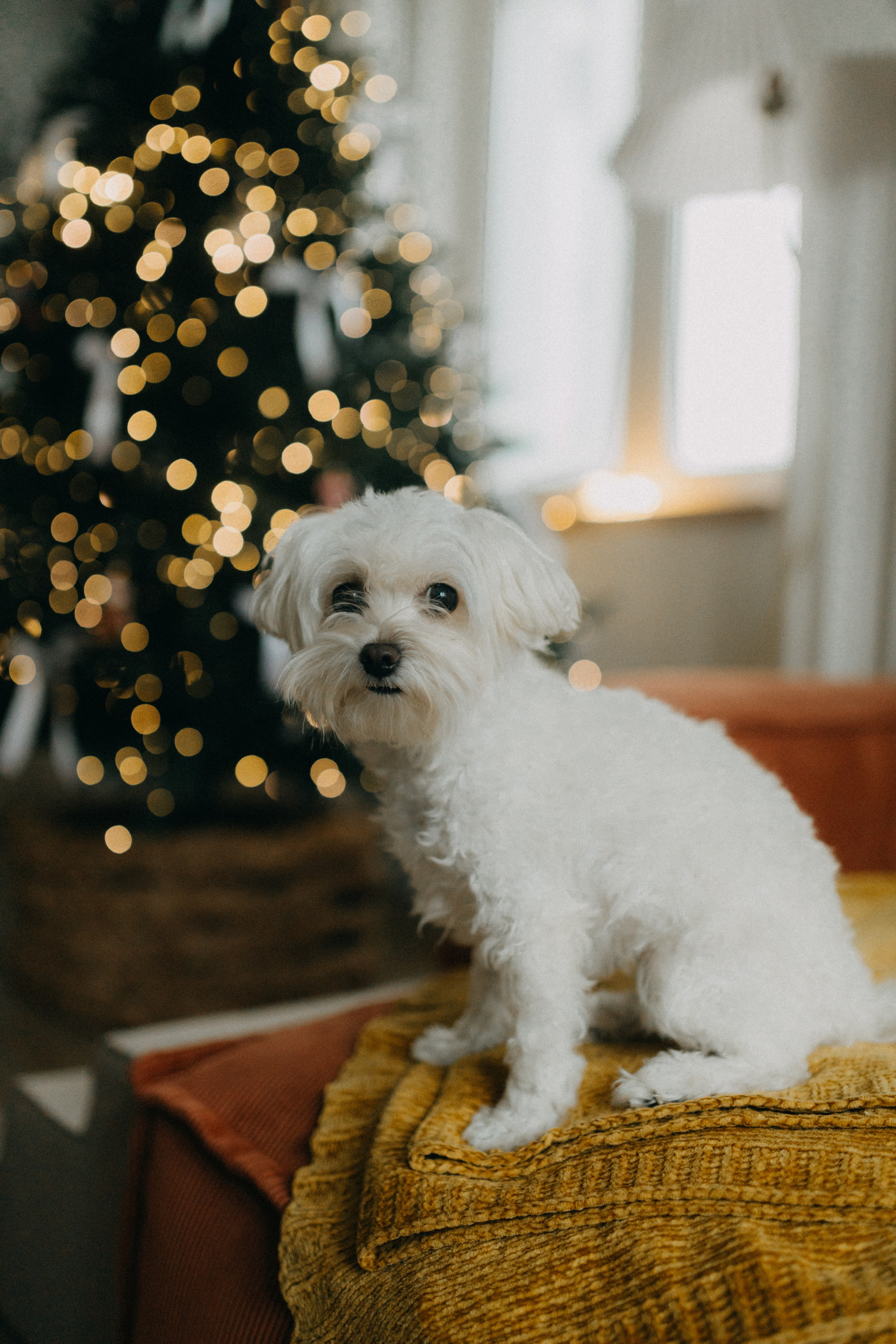 Алана & Альфред. Беременность. Фотограф НОГИНСК, Москва, Анастасия Белая