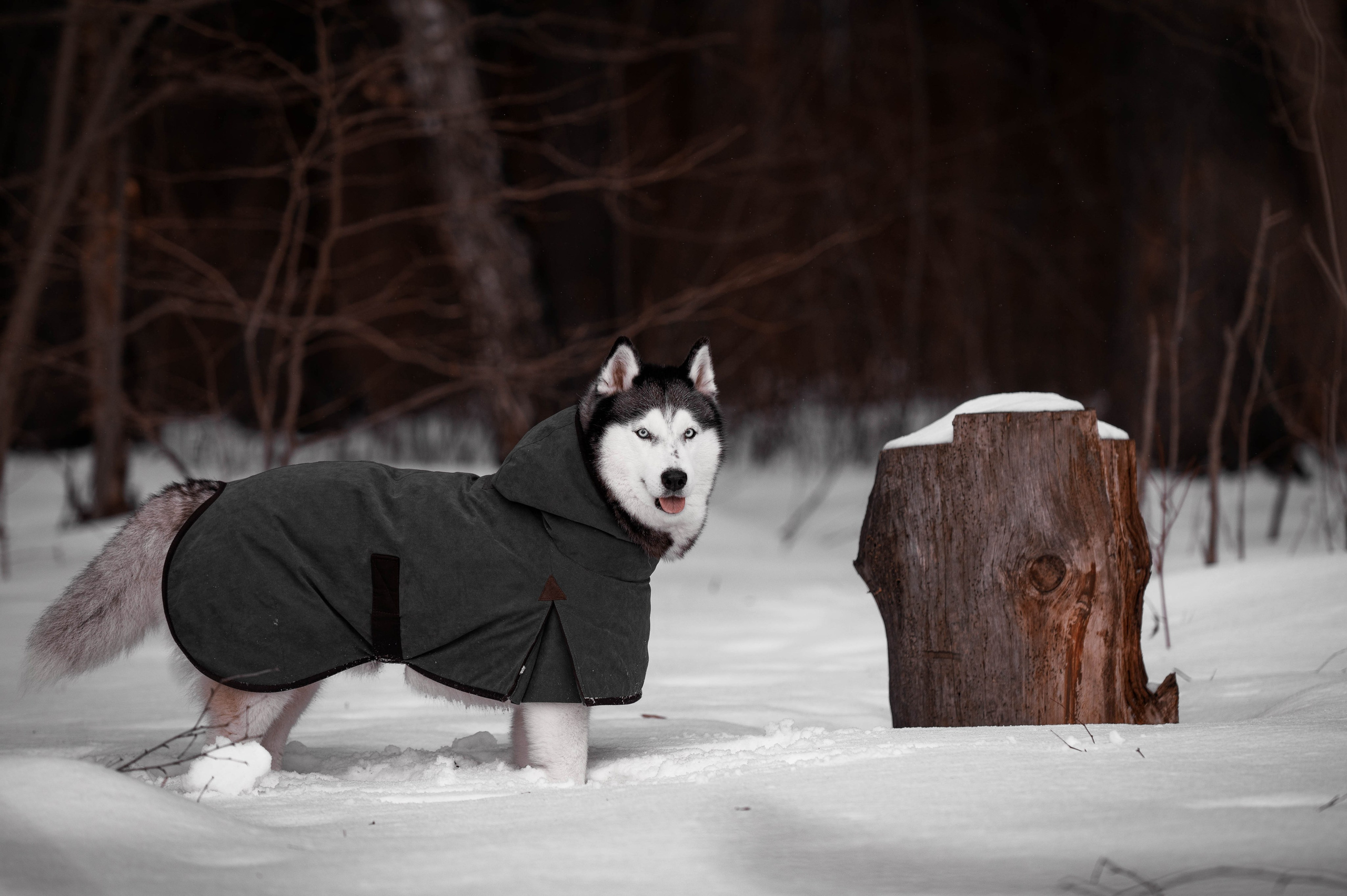 Шанель. Фотограф-анималист