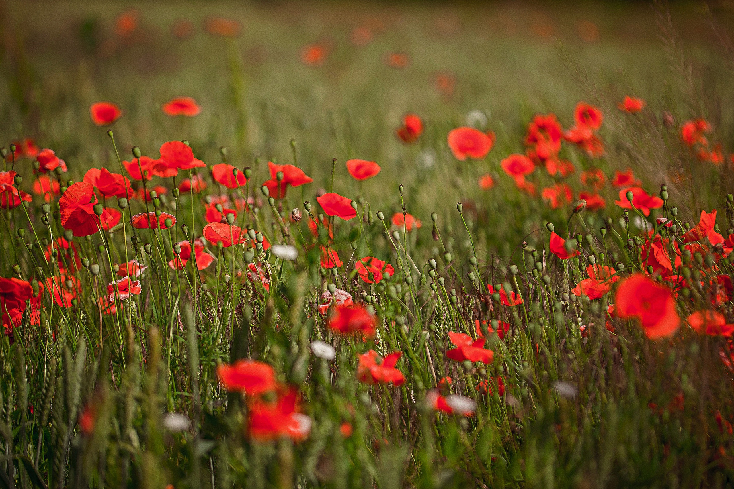 Фотосессия «Нина в маках». Арт-фотограф Евгений Матвиенко