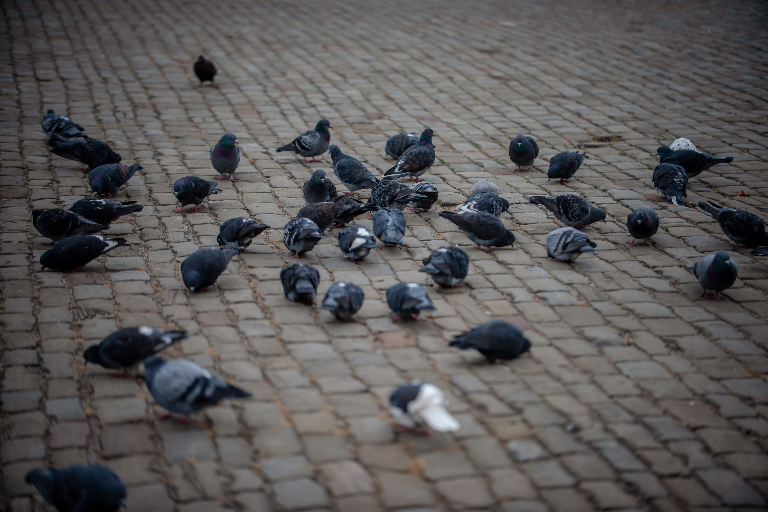 Прогулка по осеннему Новочеркасску. Арт-фотограф Евгений Матвиенко
