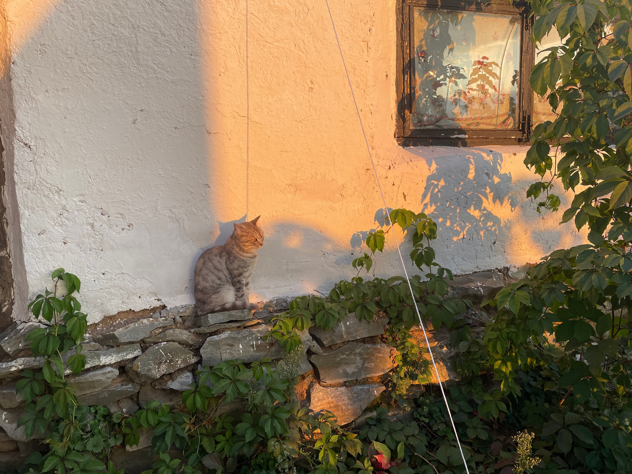 170 100 Кошка. ВИЗУАЛЬНЫЕ И ЗВУКОВЫЕ РЕШЕНИЯ ДЛЯ БИЗНЕСА И СЪЁМОК ТЕЛЕТЕЛА