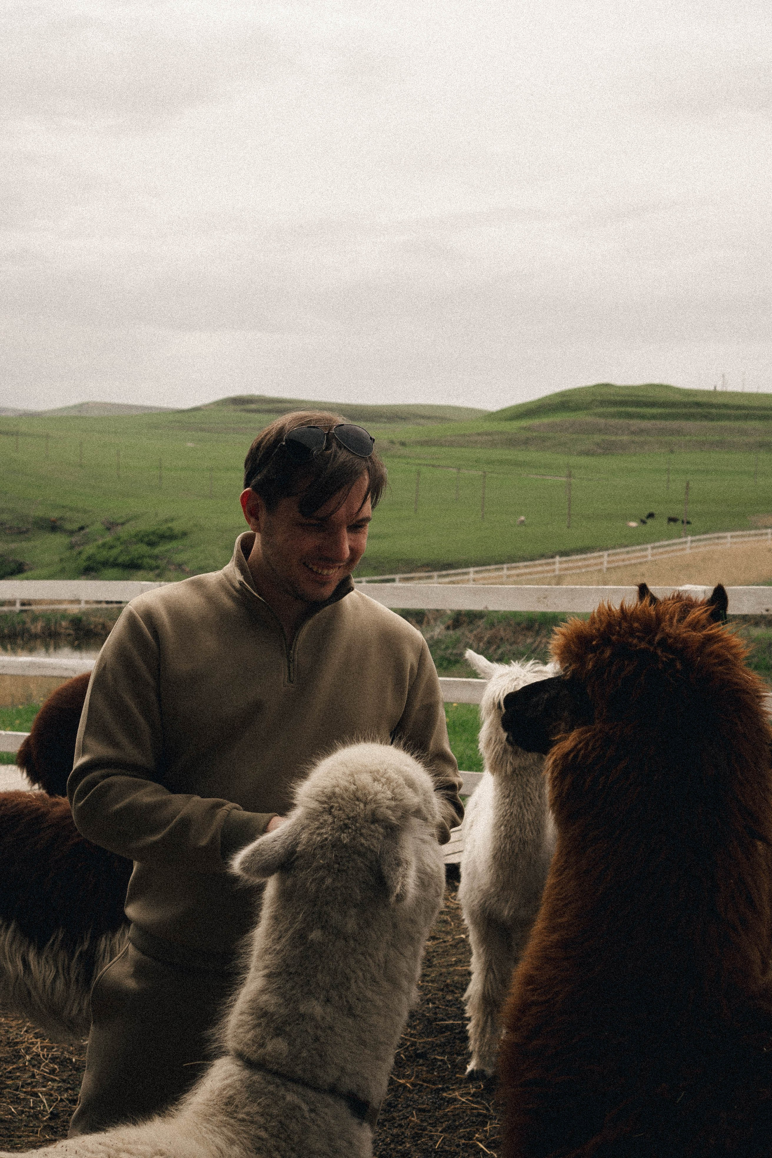 Ферма Альпак. Профессиональный фотограф, Санкт-Петербург — Виктория Богомолова