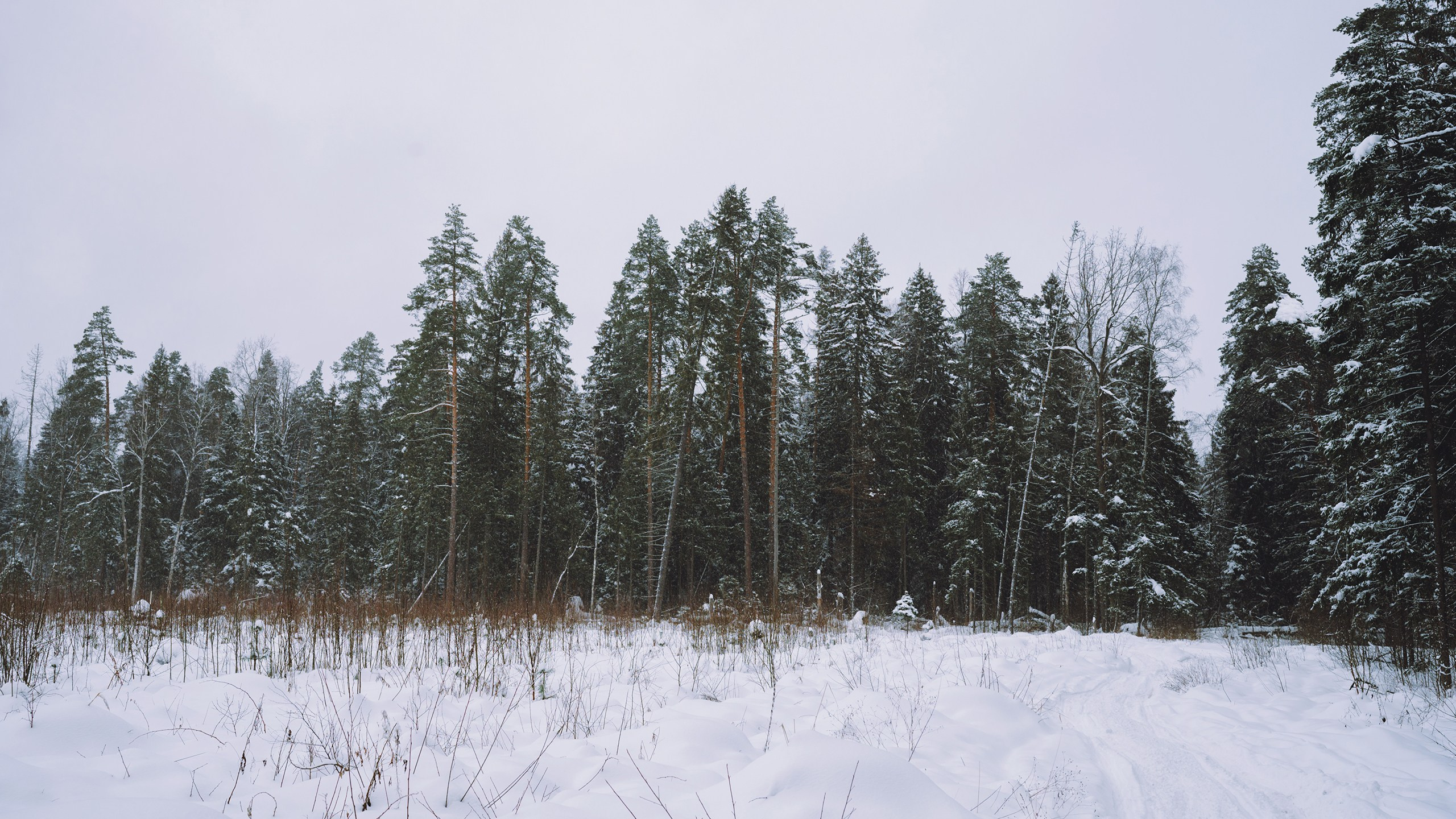 Январь. Komonev