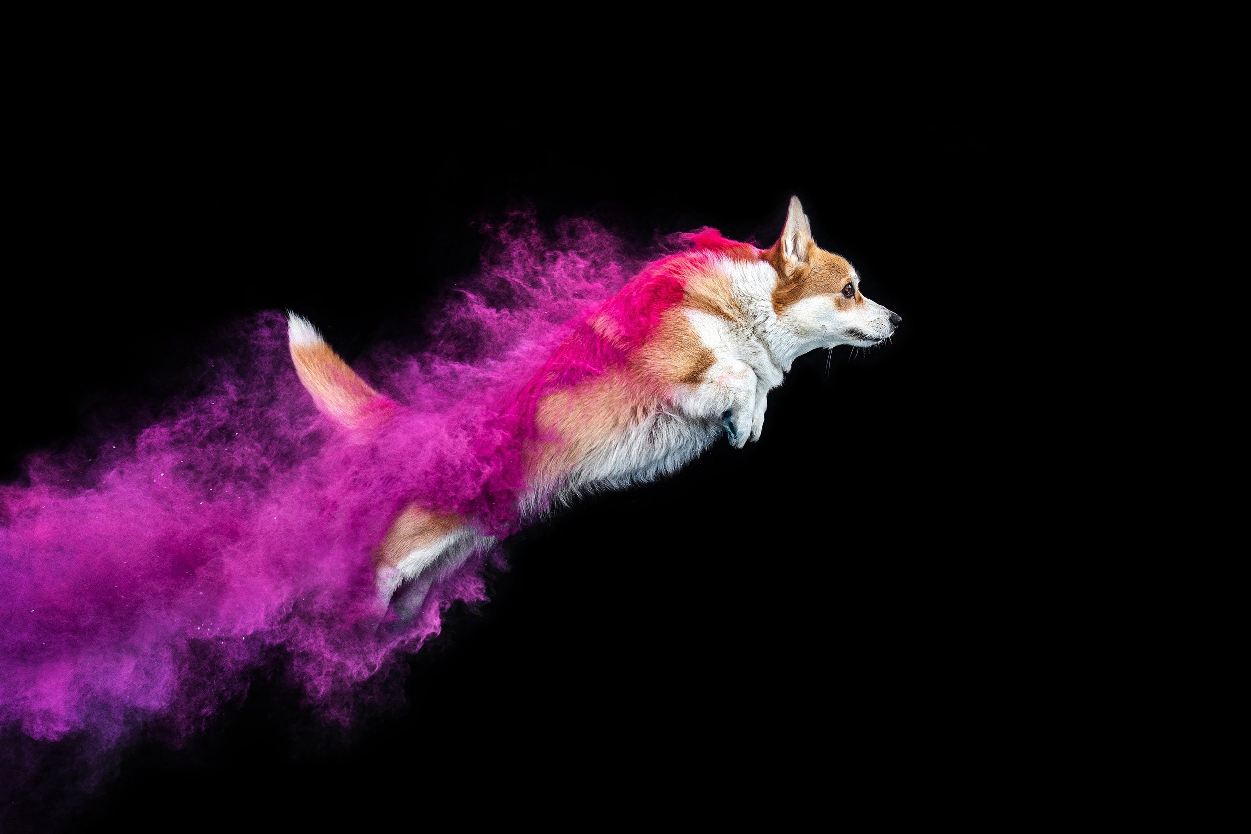 Фиби, Нами, Флоки и Флэш