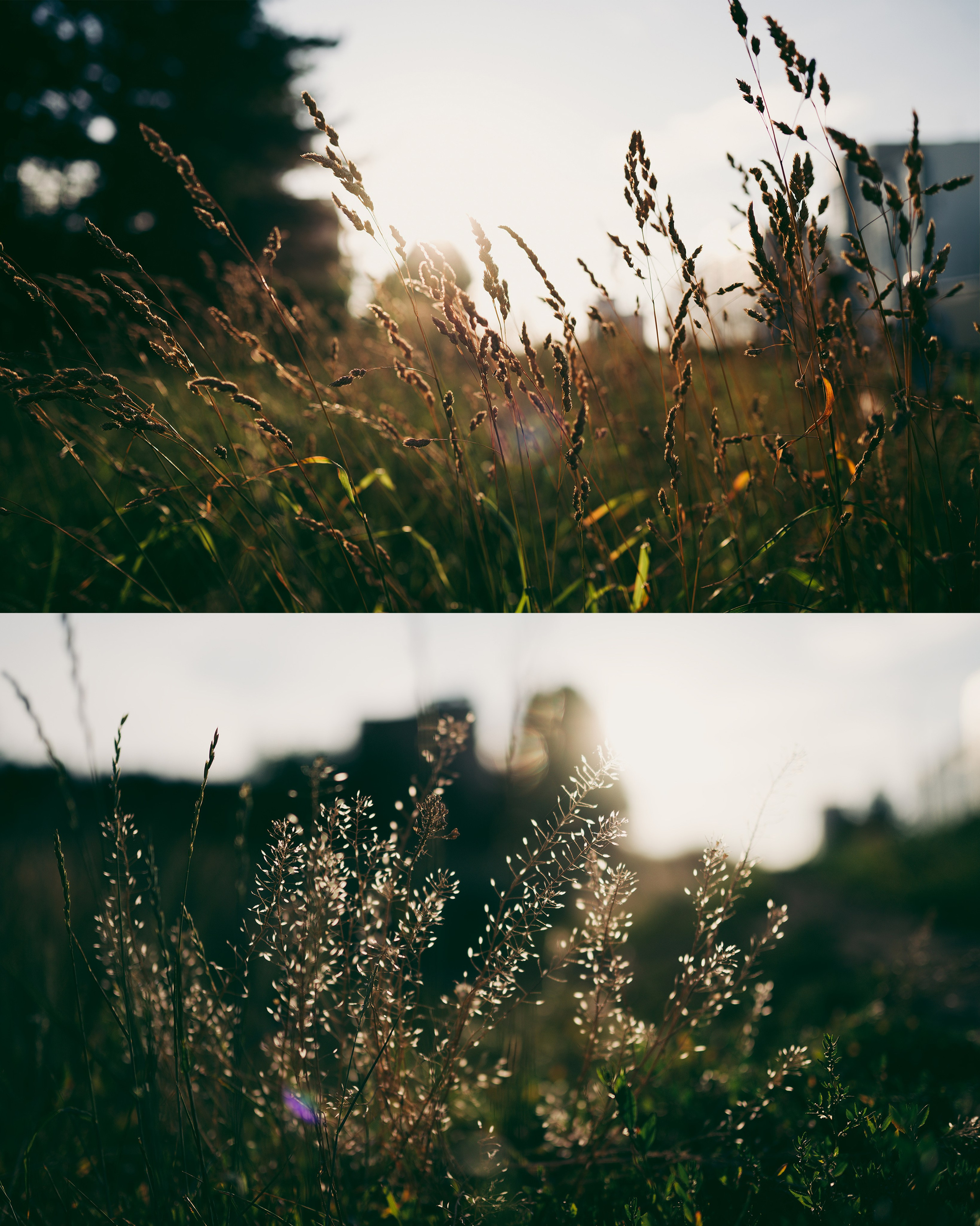 Прогулка на закате. Фотограф Владимир Орлов