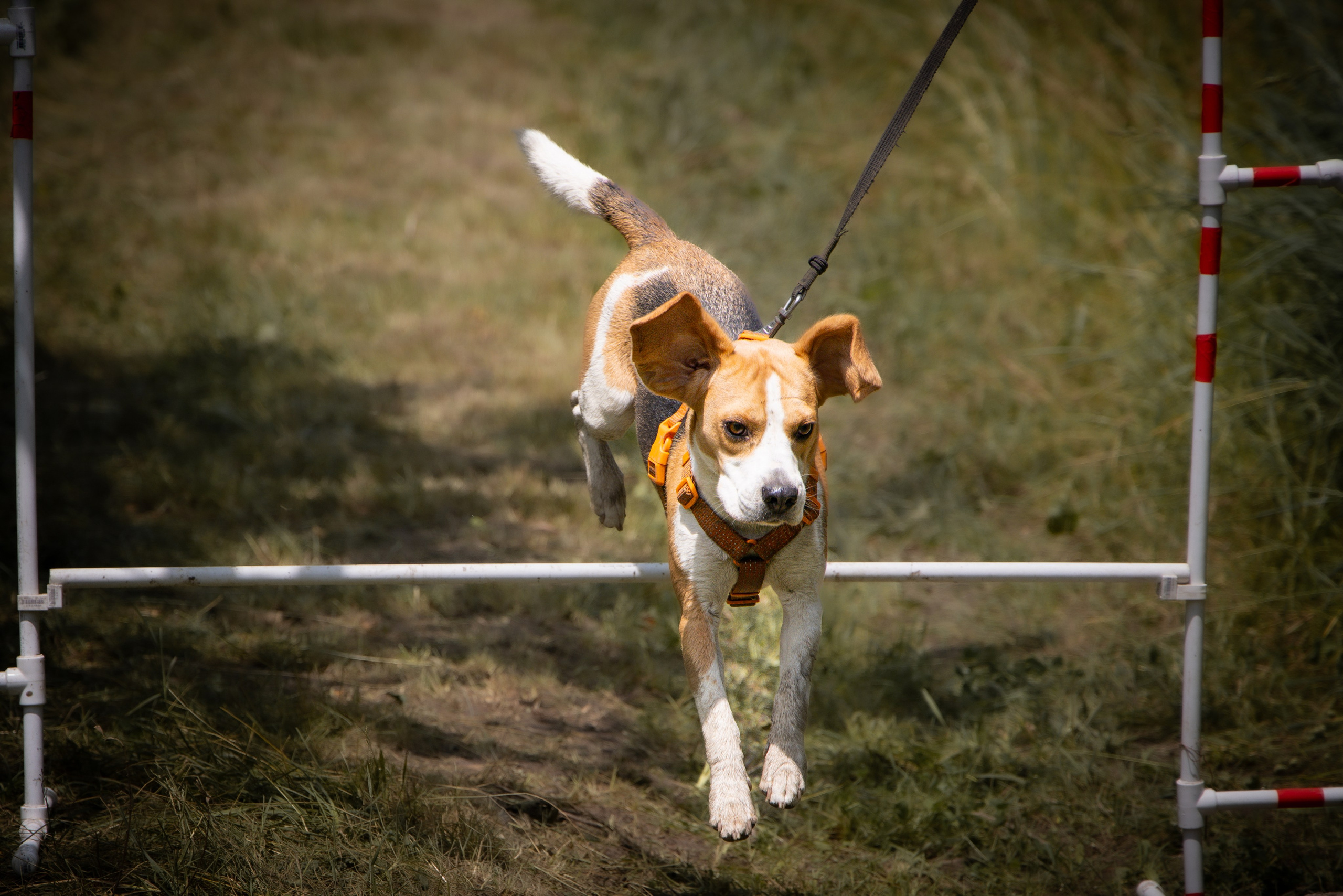 Собаки. Антонина Савельева Фотограф Ставрополь